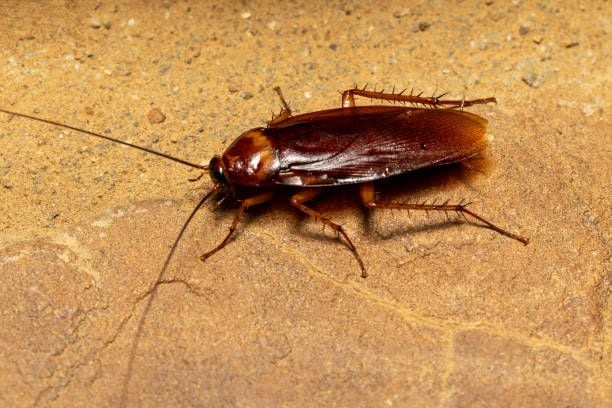 Estos insectos tienen un potente olfato que les ayuda a detectar los olores de distintos alimentos, la humedad y aromatizantes.