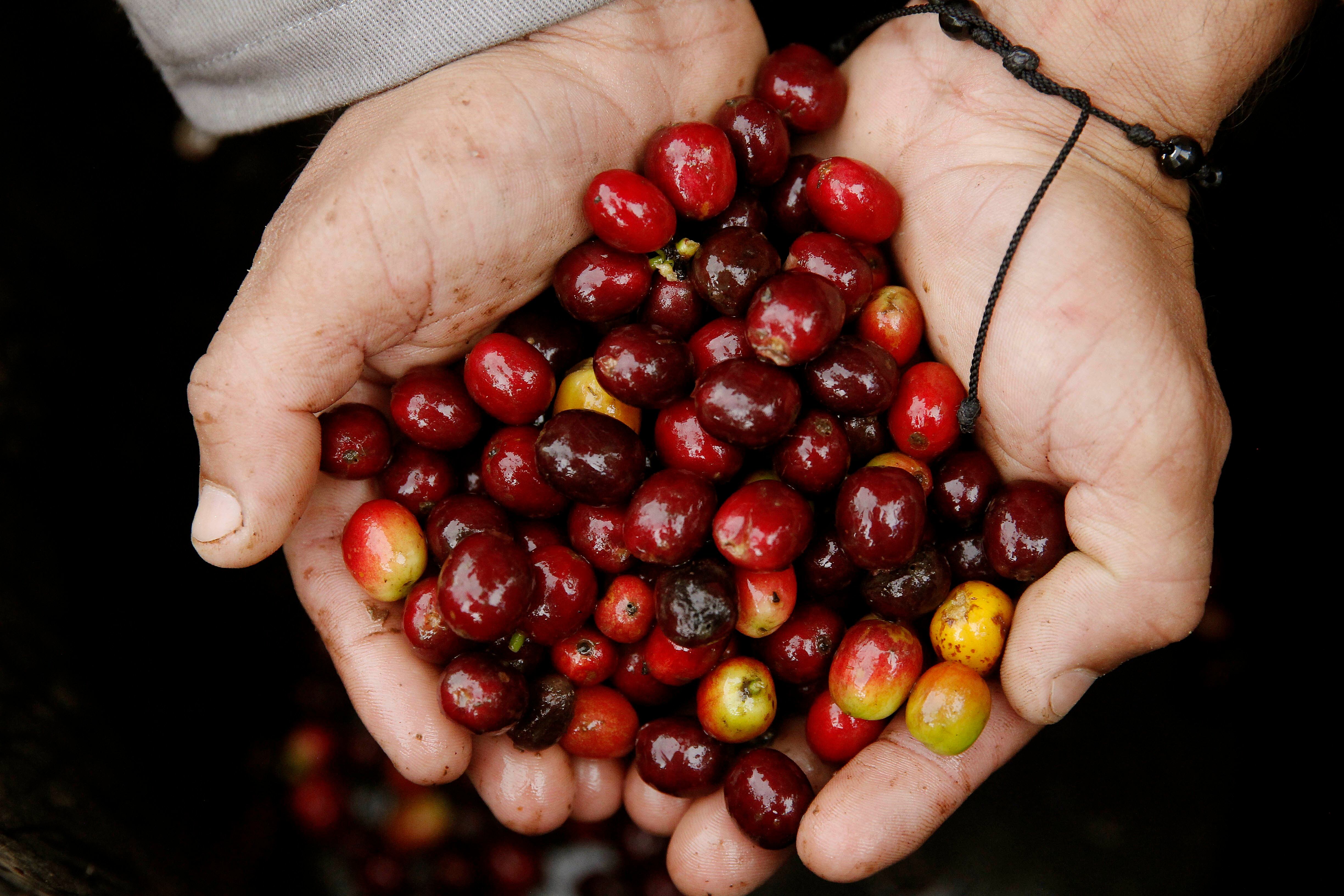 En algunas regiones del país la exportación se enfoca en el cacao y el café - crédito EFE/Luis Noriega/Archivo
