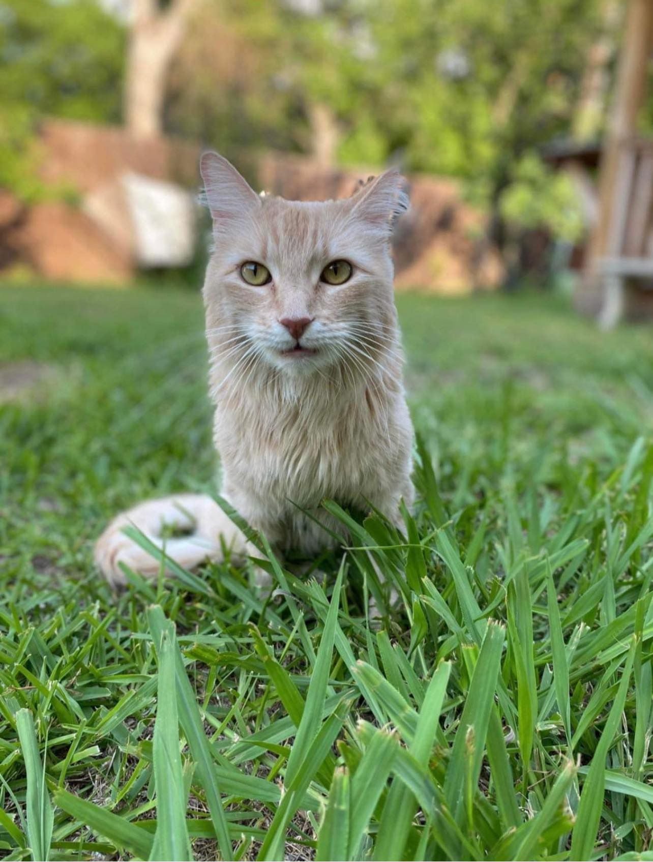 Sus cuidadores continúan en la búsqueda de un hogar permanente en el que reciba el amor y cariño que se merece. (Facebook/Wonky Whiskers Rescue)

Shrimp, gatos, felinos, parálisis, herida, lesión, mascotas, animales