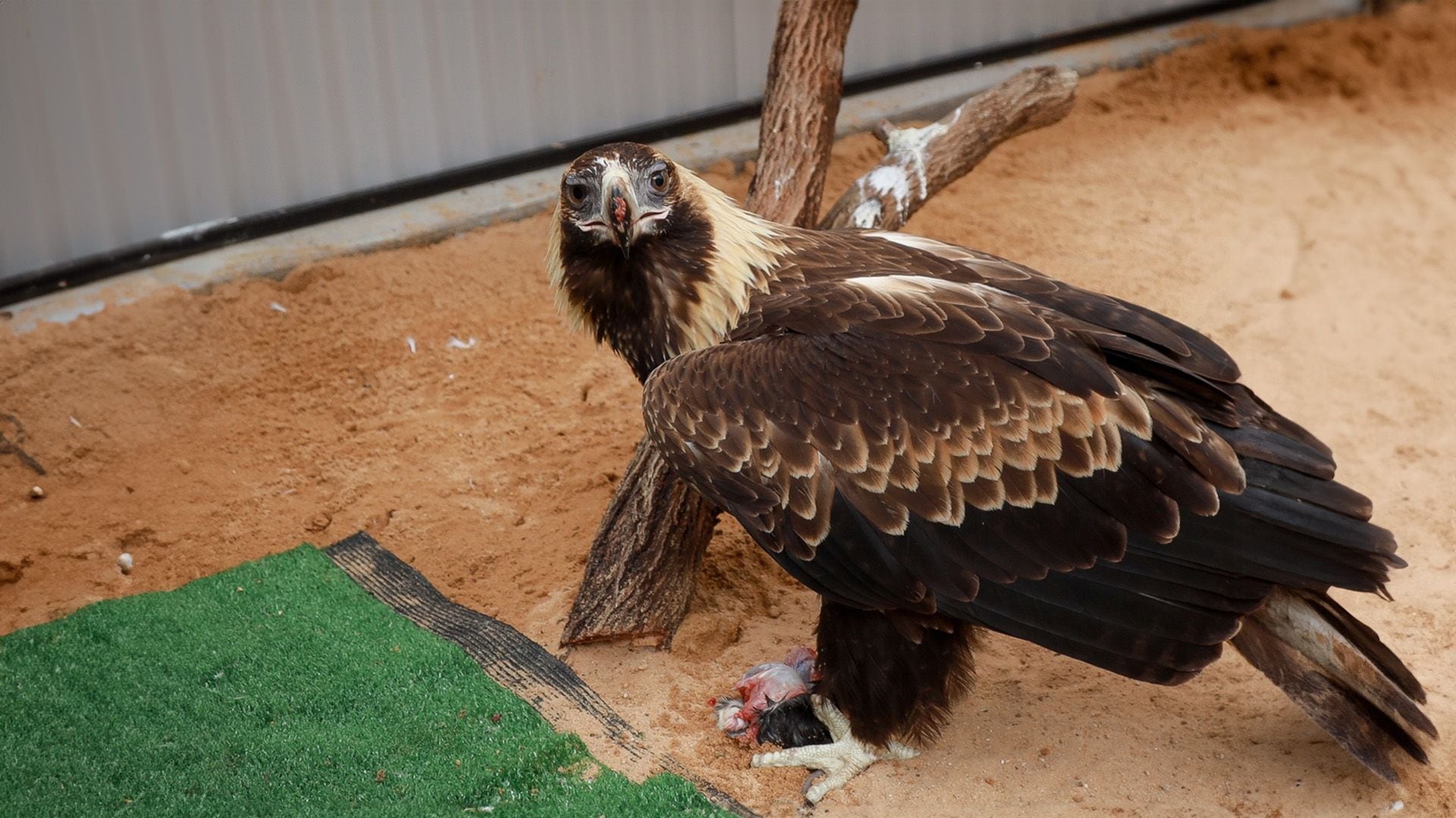 Especialistas trataron de trasplantar plumas nuevas a Stan con la esperanza de liberarlo en la naturaleza.