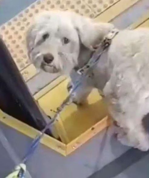 El perrito fue adoptado por el conductor, quien en medio del video aseguró que lo que hicieron con Karter "es de lámparas" - crédito redes sociales