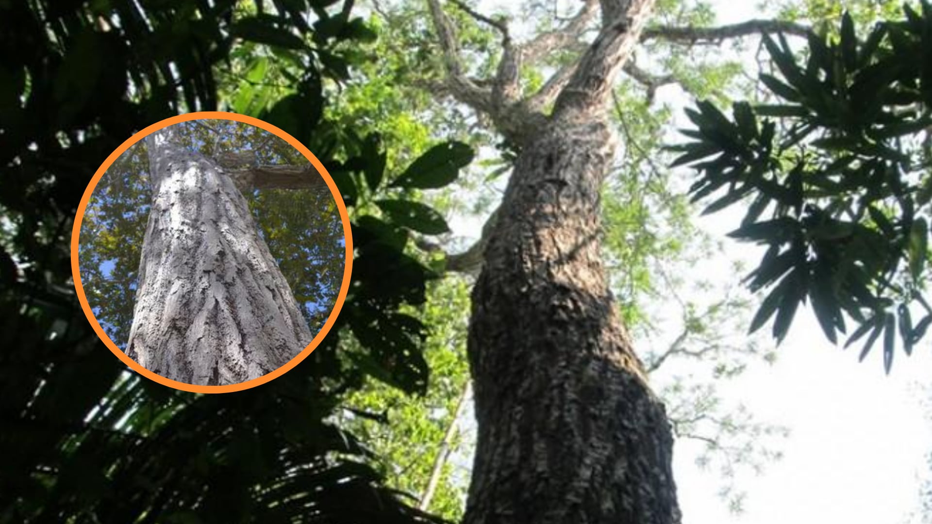 cedro - planta medicinal - árbol de la selva - Perú - 21 de mayo