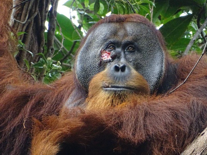 Rakus pertenece a un grupo de unos 150 orangutanes de Sumatra en peligro crítico de extinción