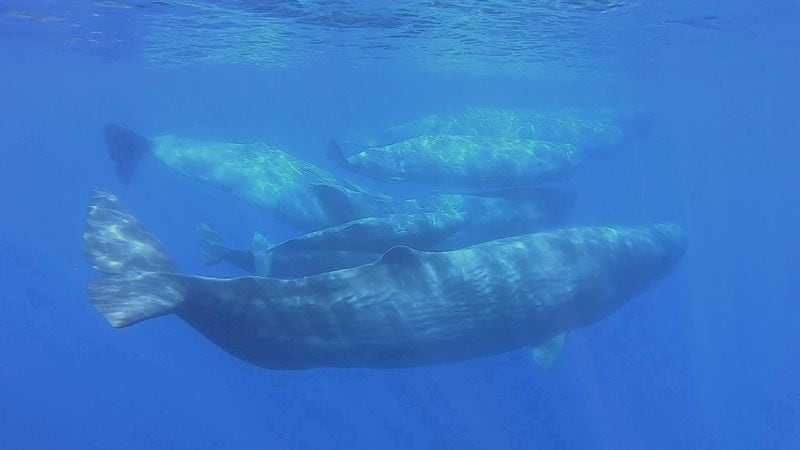 Un equipo de científicos identificó 156 tipos diferentes de codas en los cantos de los cachalotes, cada una con variaciones de tempo y ritmo (Carmelo Isgro - MuMa Museo del Mare di Milazzo/Handout via REUTERS)