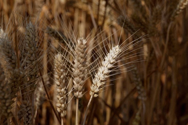 La Bolsa de Cereales de Buenos Aires estimó que el área a sembrada con trigo alcanzará los 6,2 millones de hectáreas en la campaña 2024/25 (REUTERS/Tingshu Wang)