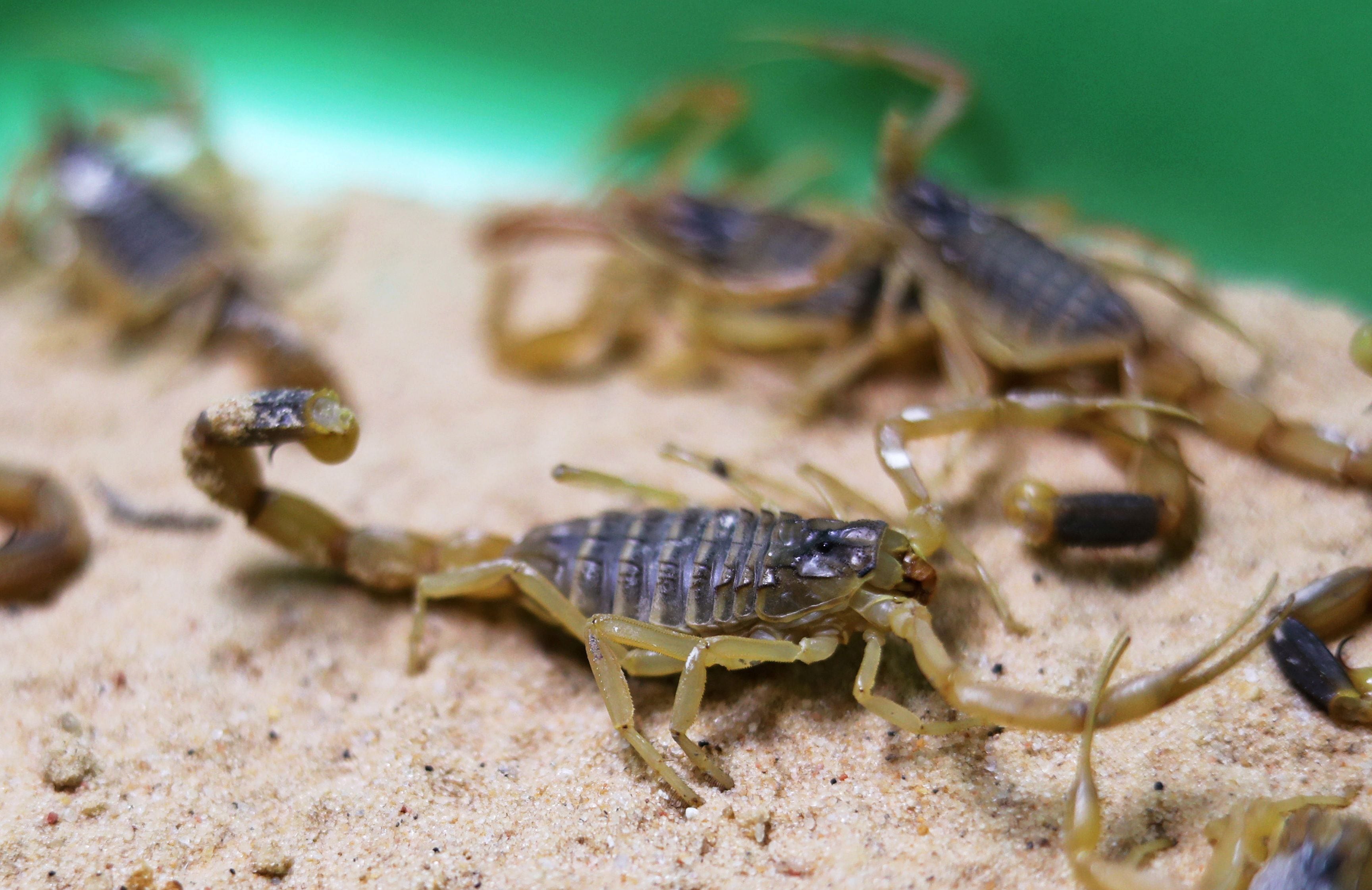 Los escorpiones se encuentran en el grupo de animales que se derivan del fósil encontrado en la formación geológica de Marruecos. (REUTERS/Mohamed Abd El Ghany)