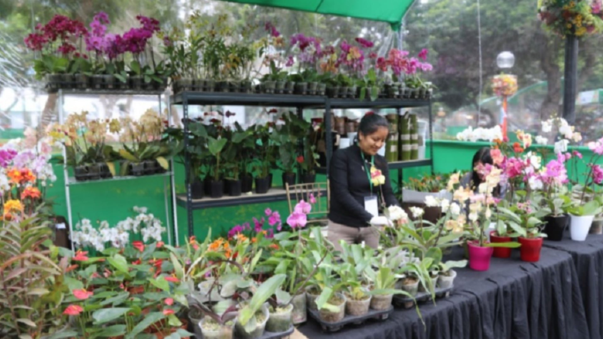 Plantas medicinales - ajo sacha - Amazonía - Perú - 2 de mayo