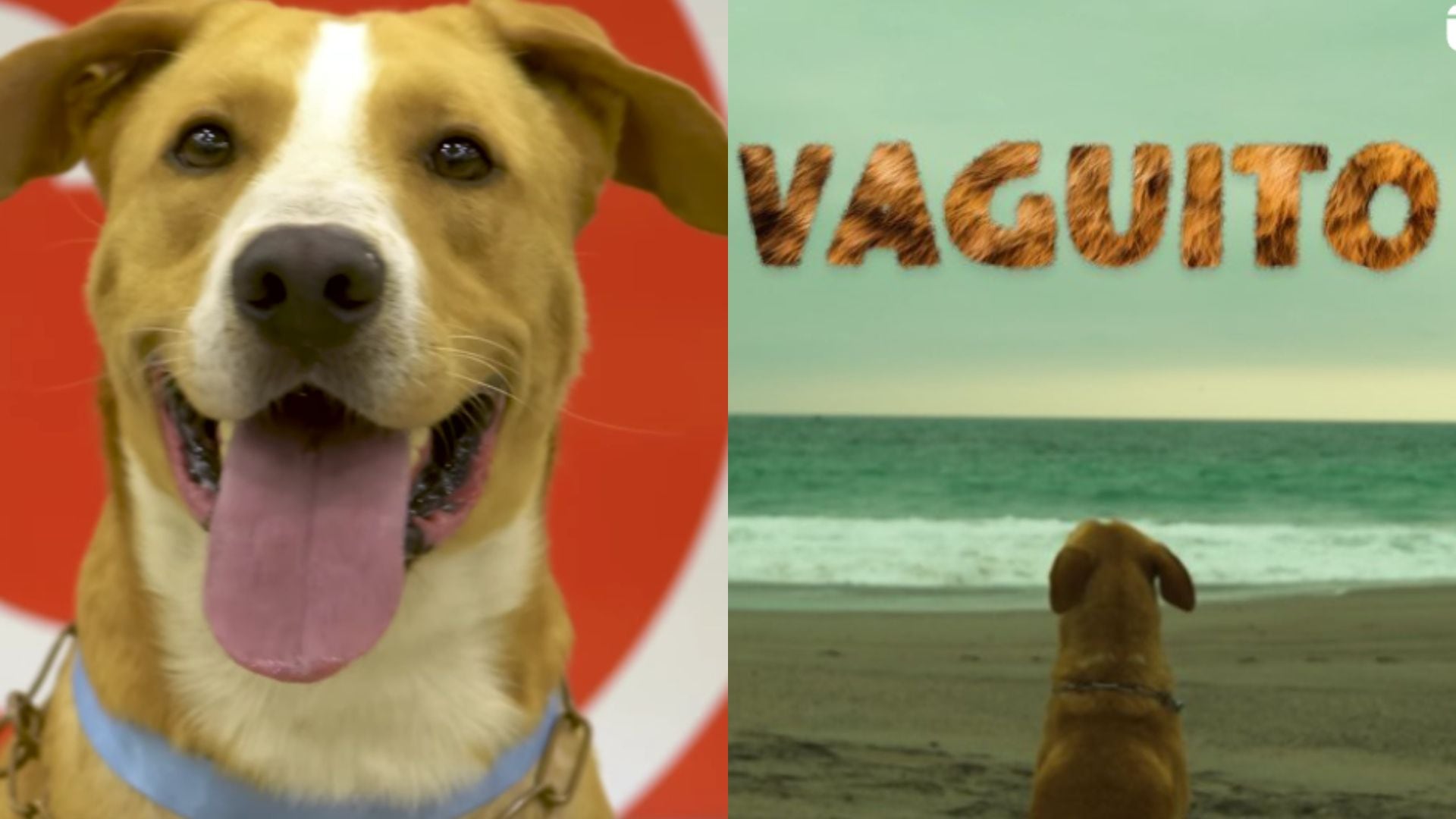 'Vaguito' se estrenó el 18 de abril y ya se espera una segunda parte. El director habló al respecto.