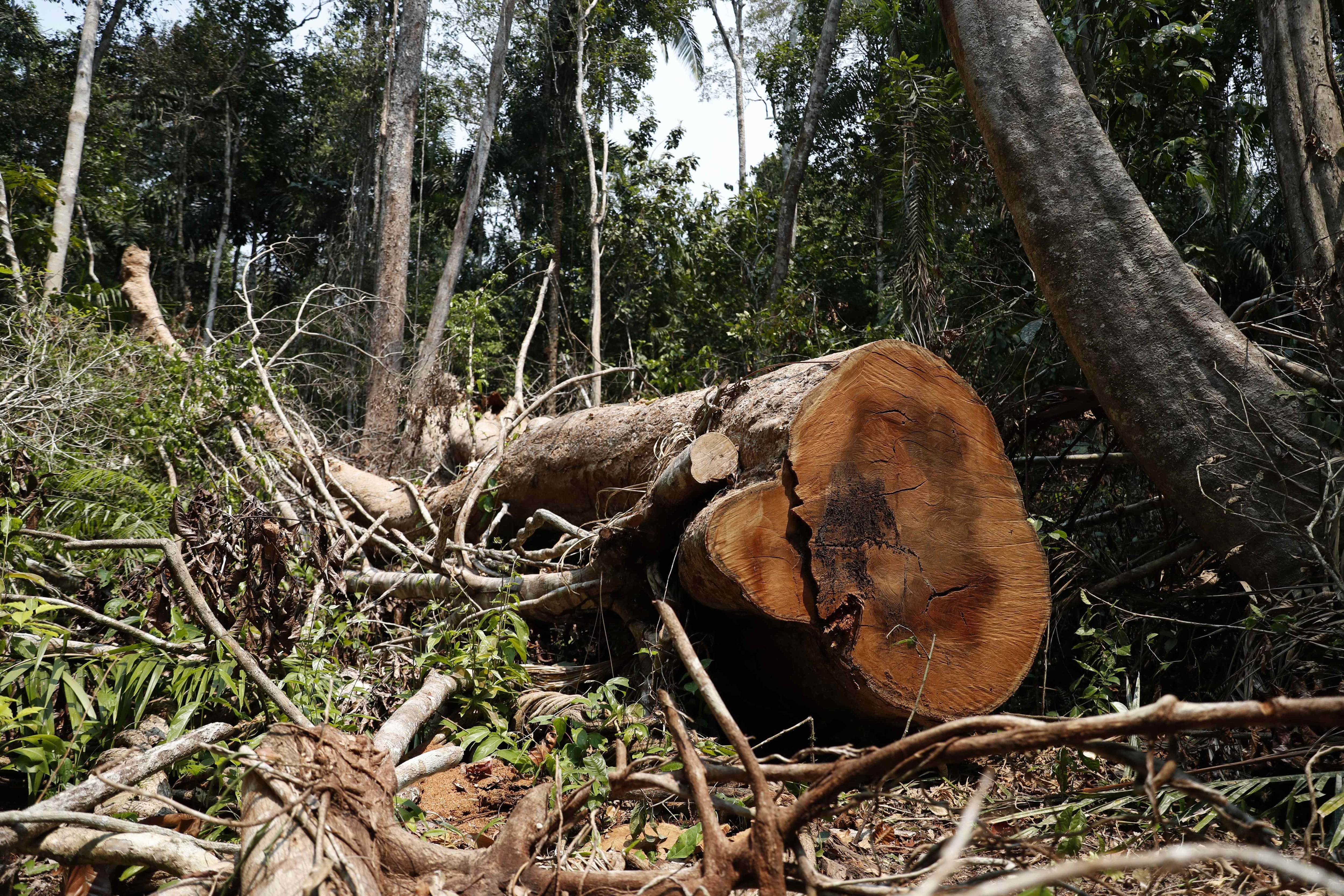 Foto ilustrativa de la tala de árboles. EFE/Paolo Aguilar
