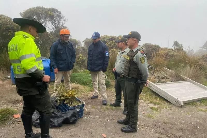 Un individuo intentó llevarse estas plantas vitales para la regulación del agua, pero fue detenido y las plantas fueron devueltas a su lugar de origen - crédito Policía Tolima / El Nuevo Día