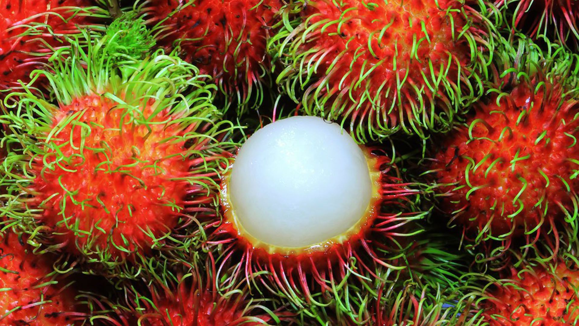 El grado de maduración del rambután se puede identificar por su color. (Archivo Infobae)