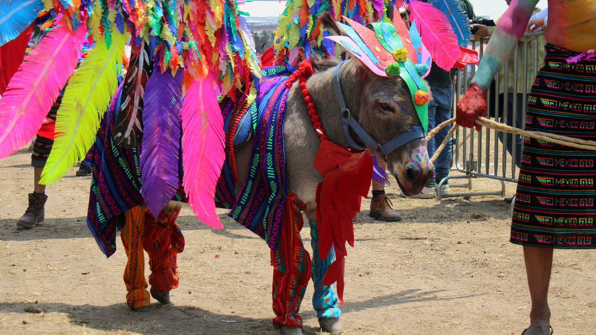 Miles de personas se dieron cita a la quincuagésima novena edición de la Feria del Burro, en el municipio de Otumba, Estado de México, México. (Facebook/Feria Nacional del Burro Otumba 2024)

Burros, equinos, feria nacional del burro 2024, Otumba, México, disfraces, polo, animales, mascotas