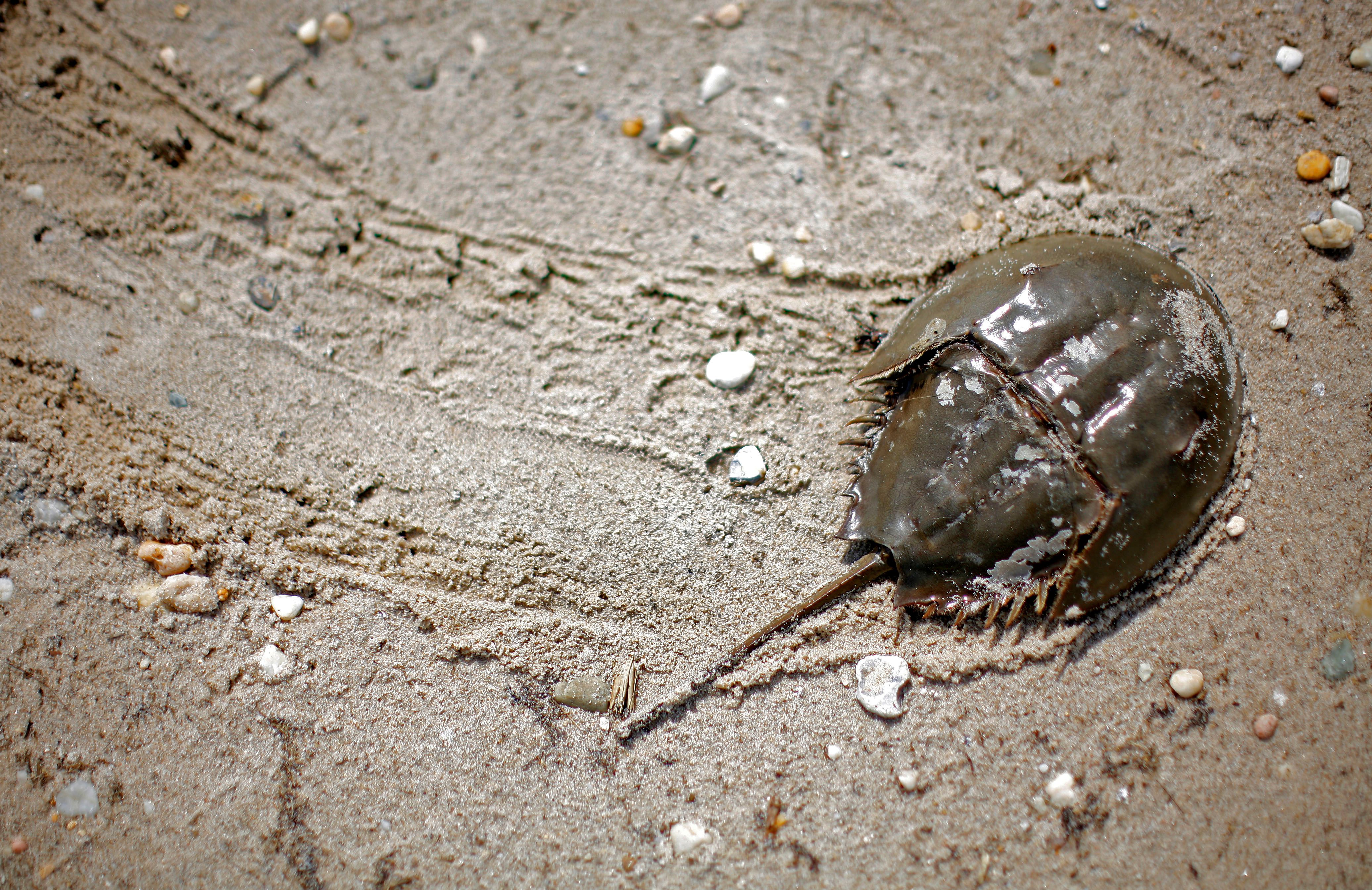 El fósil de entre 5 y 10 milímetros de largo es el ancestro común de los cangrejos herradura. (REUTERS/Mike Segar/File Photo)