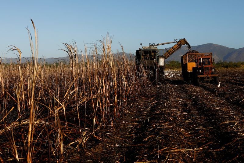 FOTO DE ARCHIVO. Una cosechadora corta caña de azúcar en una plantación. REUTERS/Amanda Perobelli