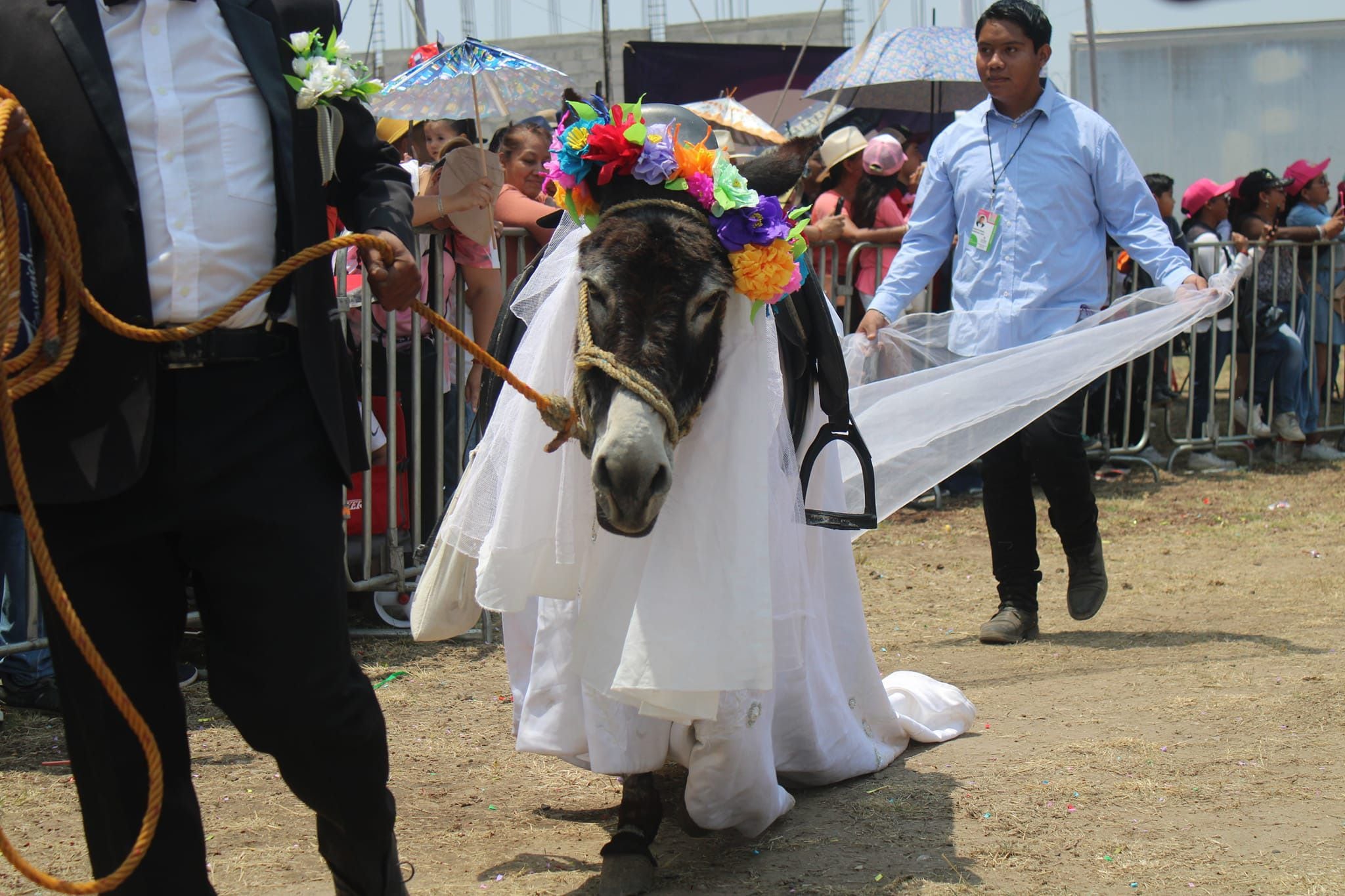 A un dueño se le ocurrió la original idea de colocarle a su burro un vestido de novia. (Facebook/Feria Nacional del Burro Otumba 2024).

Burros, equinos, feria nacional del burro 2024, Otumba, México, disfraces, polo, animales, mascotas