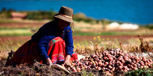 El 30 de mayo se celebra por primera vez el Día Internacional de la Papa, una iniciativa de la ONU. Nuevos descubrimientos arqueológicos revelan detalles sobre el origen de este vital tubérculo andino.
Foto: Información Gastronómica