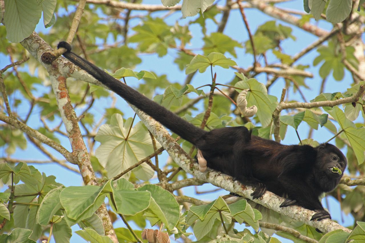 monos saraguatos, monos aulladores, chiapas, tabasco, méxico