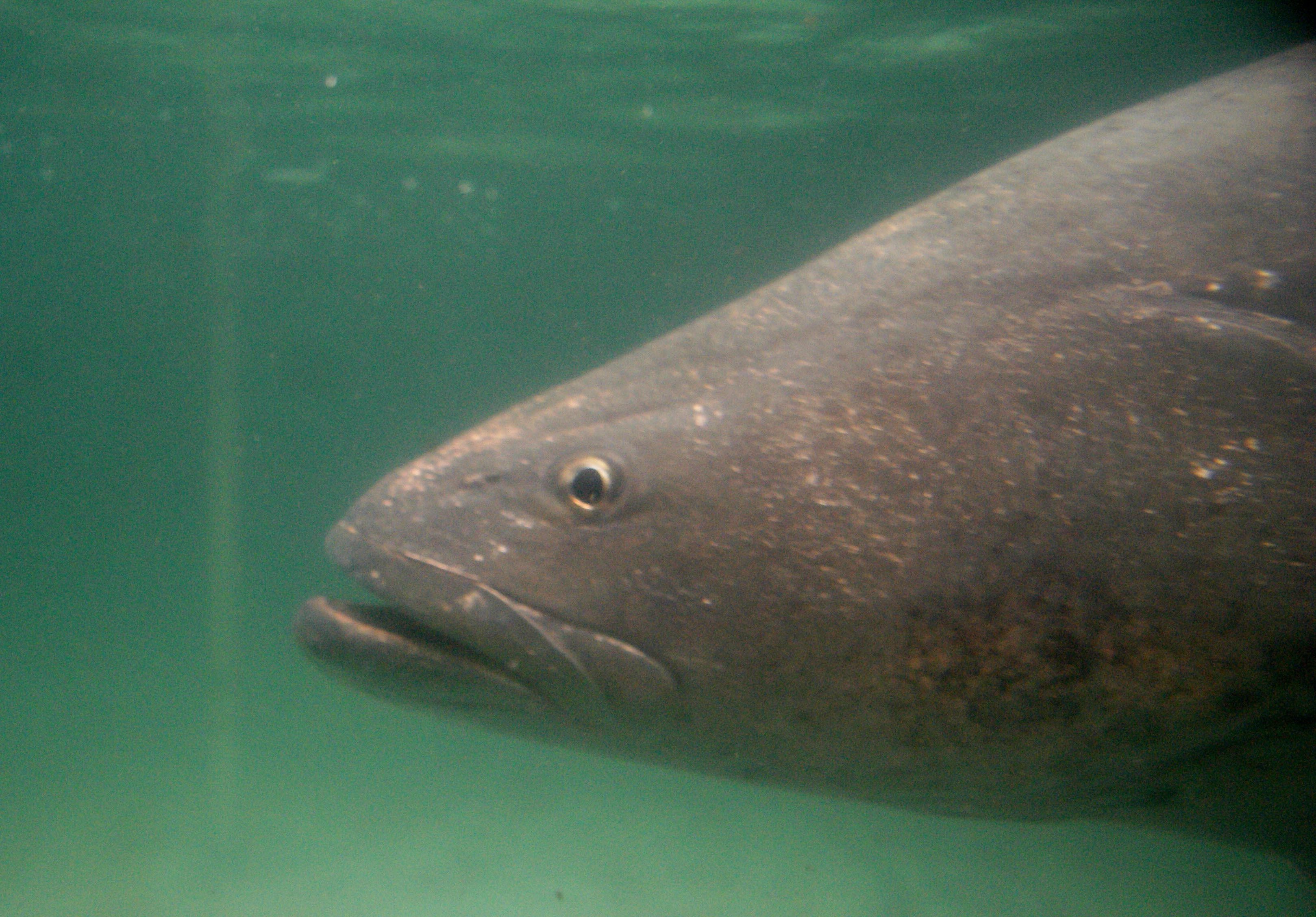 Pez totoaba. EFE/Alejandro Zepeda/ Archivo
