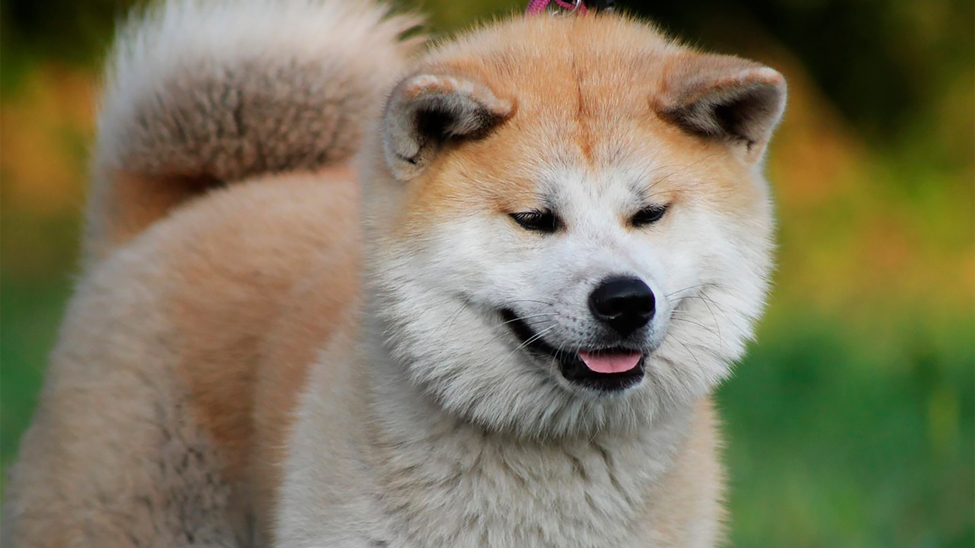 Razas de perros a El akita japonés se caracteriza por ser un perro de pelaje grueso y afelpado. Son animales con un temperamento fuerte y generalmente no se recomienda tenerlo si va a ser tu primera mascota.kita japonés