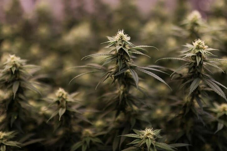 Con el proyecto, se busca convertirse en un país de vanguardia en la producción de productos a base de cannabis y cáñamo - crédito Luisa González/Reuters