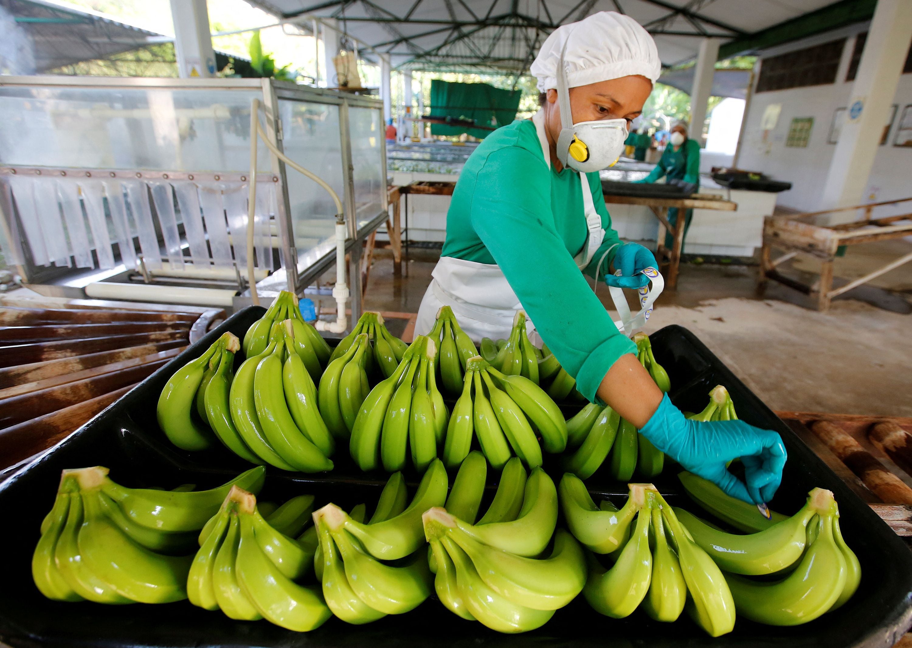 Productos como el banano se ven altamente expuestos a hongos y plagas que proliferan en la humedad - crédito Jaime Saldarriaga/Reuters