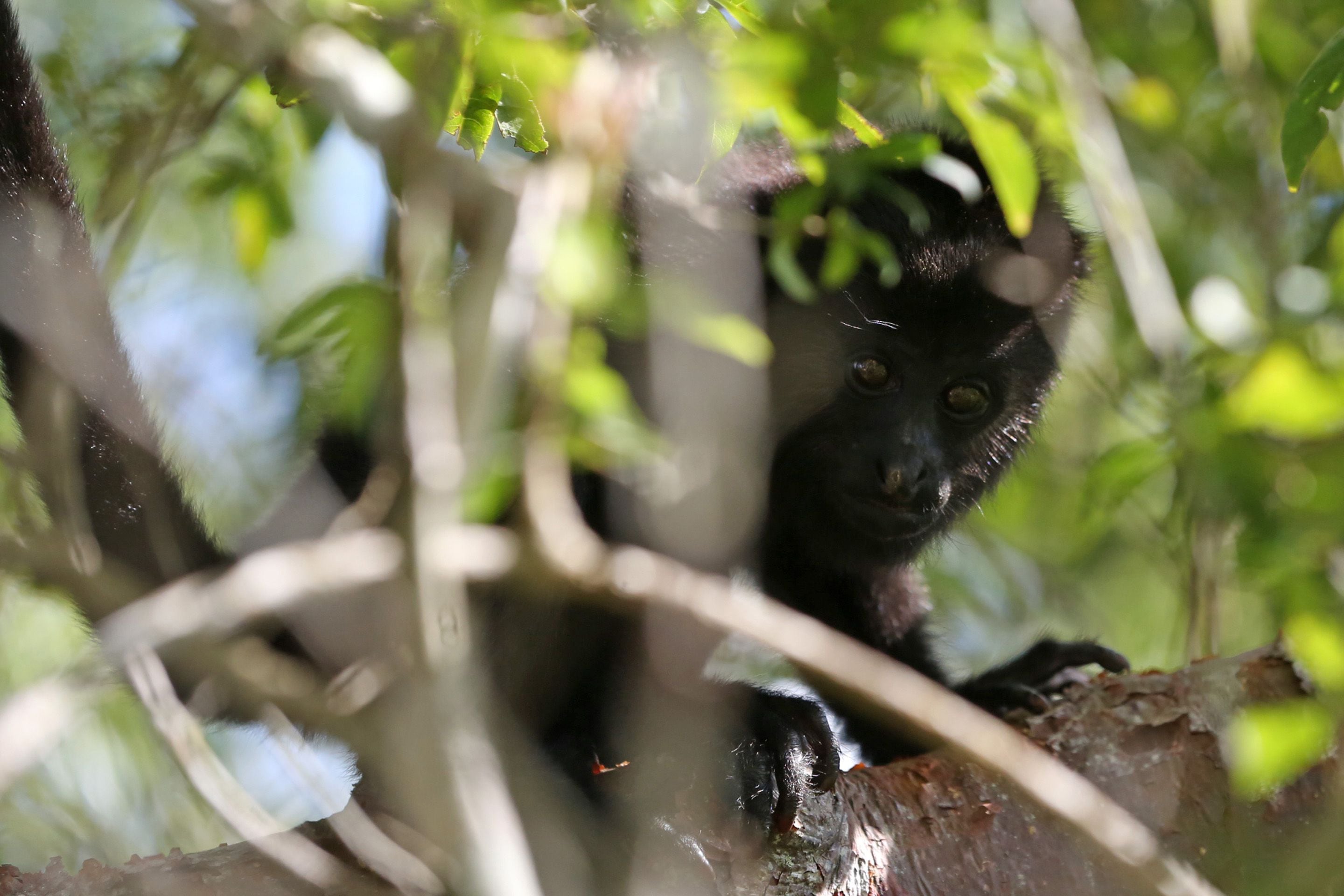 El hábitat de esta especie de monos se extiende desde la parte sur de México hasta Centroamérica. 

Fotografía de archivo de un mono aullador. EFE/Esteban Biba
