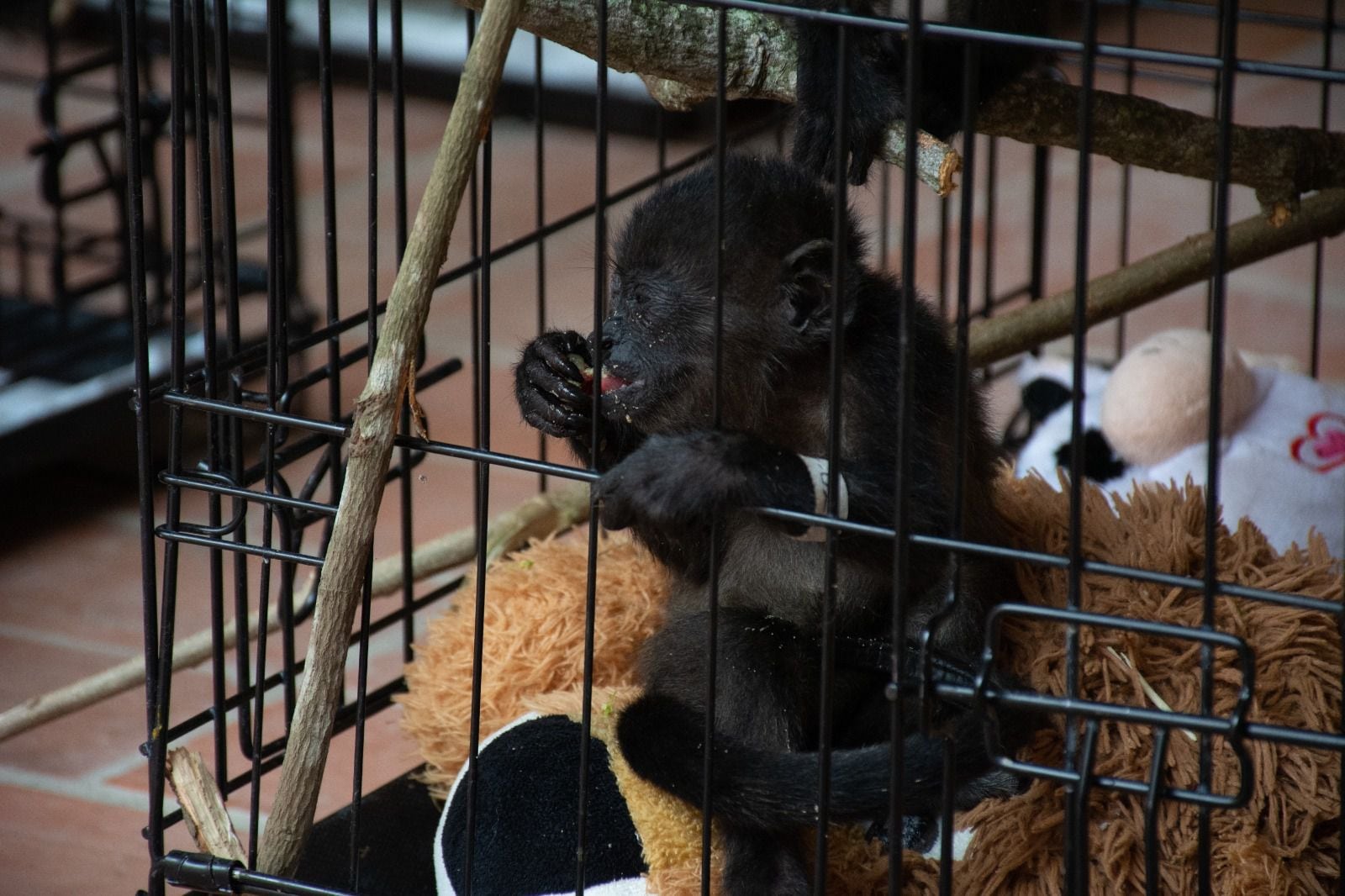 Monos aulladores