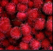 Rambutan