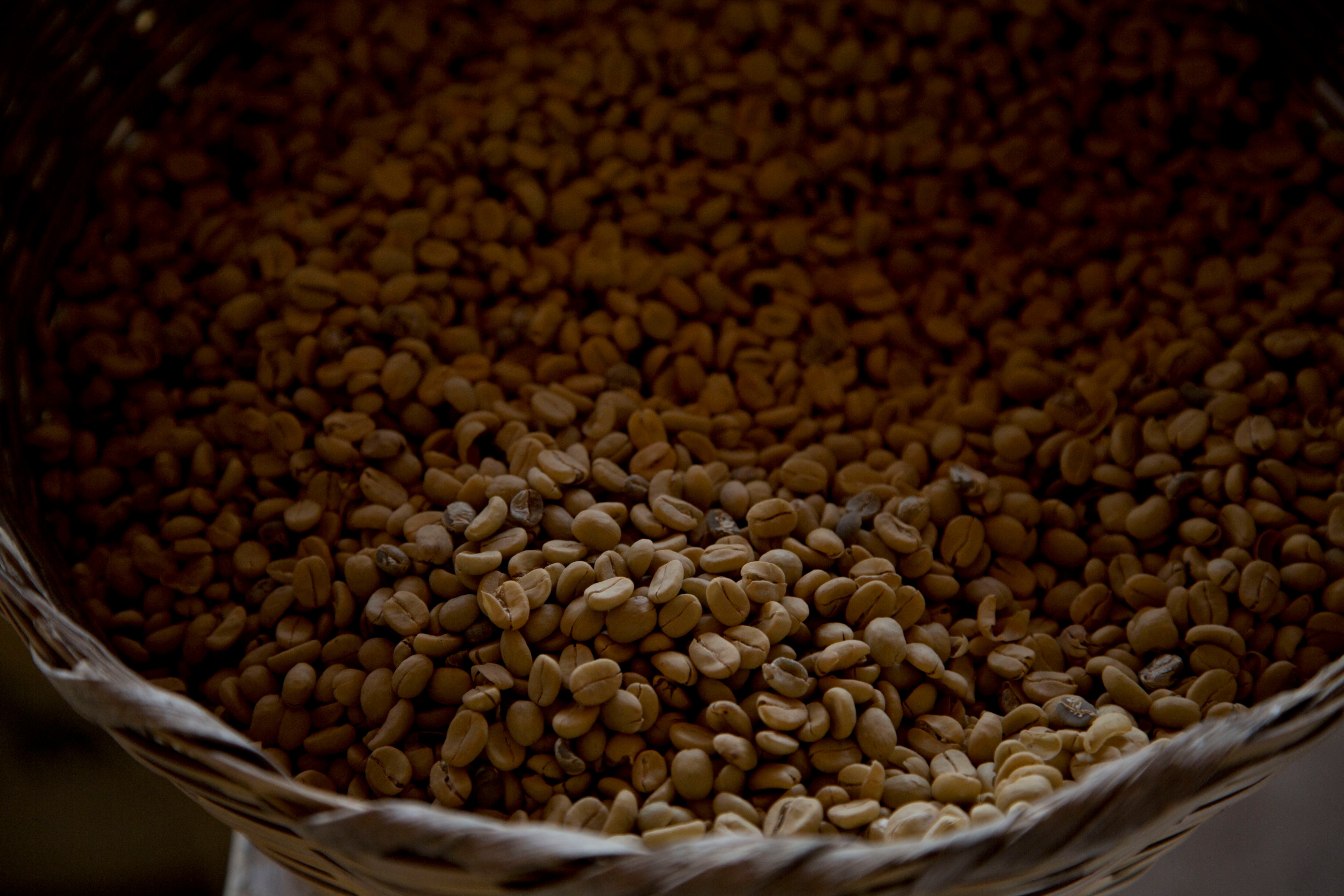 La elección del grado de molienda del café es crucial para obtener una bebida con el mejor sabor posible (AP Foto/Moisés Castillo, archivo)