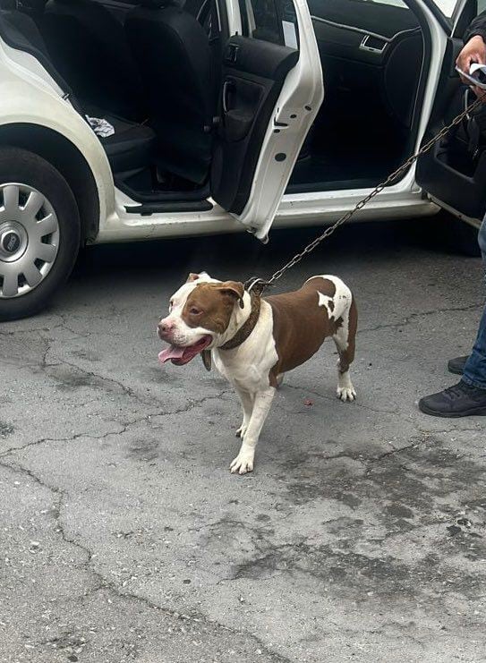 Hércules perro rescatado animalistas edomex