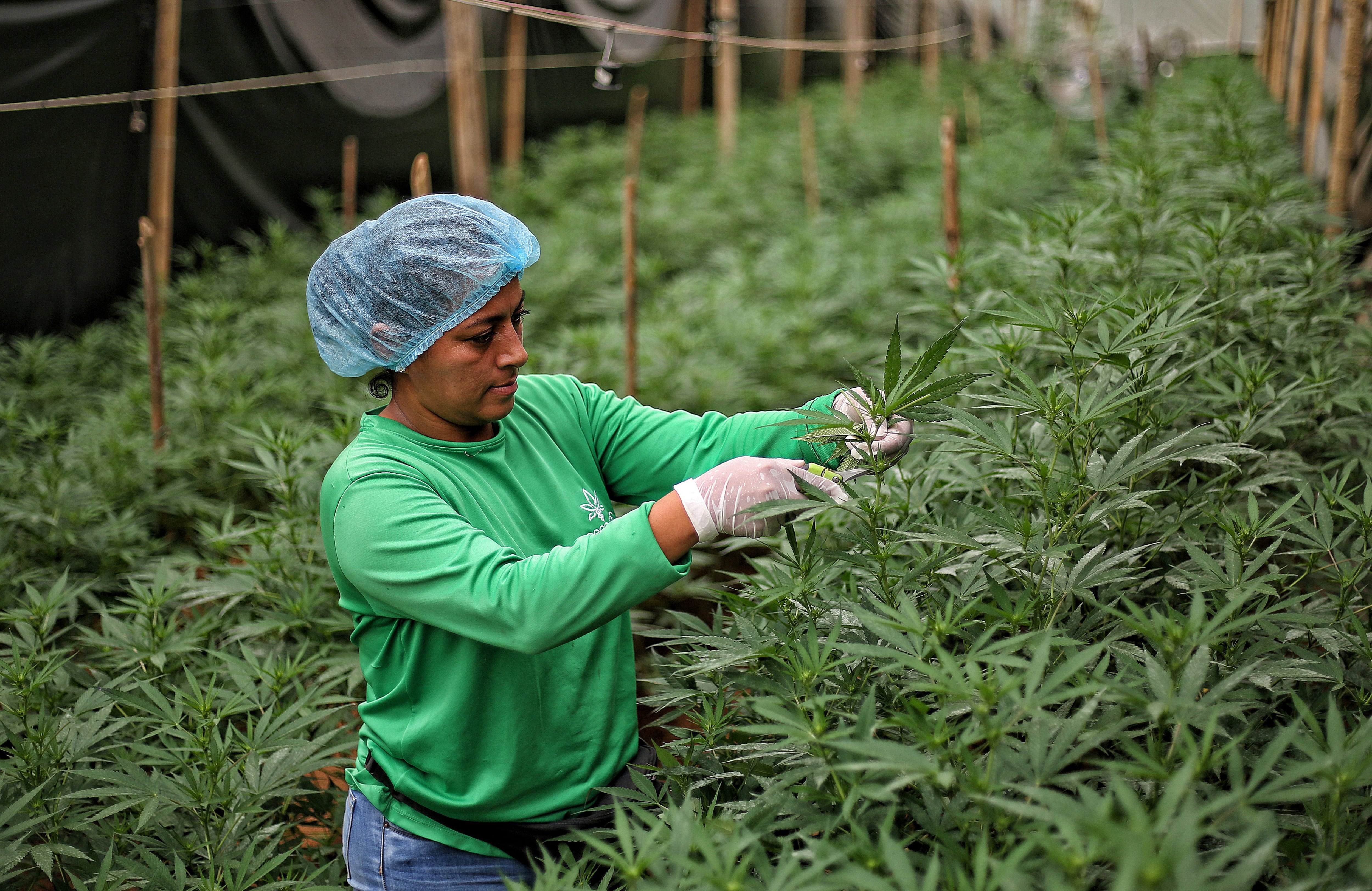 El país le apostará a la formación de colombianos para la producción de productos a base de cannabis - crédito Mario Baos/EFE
