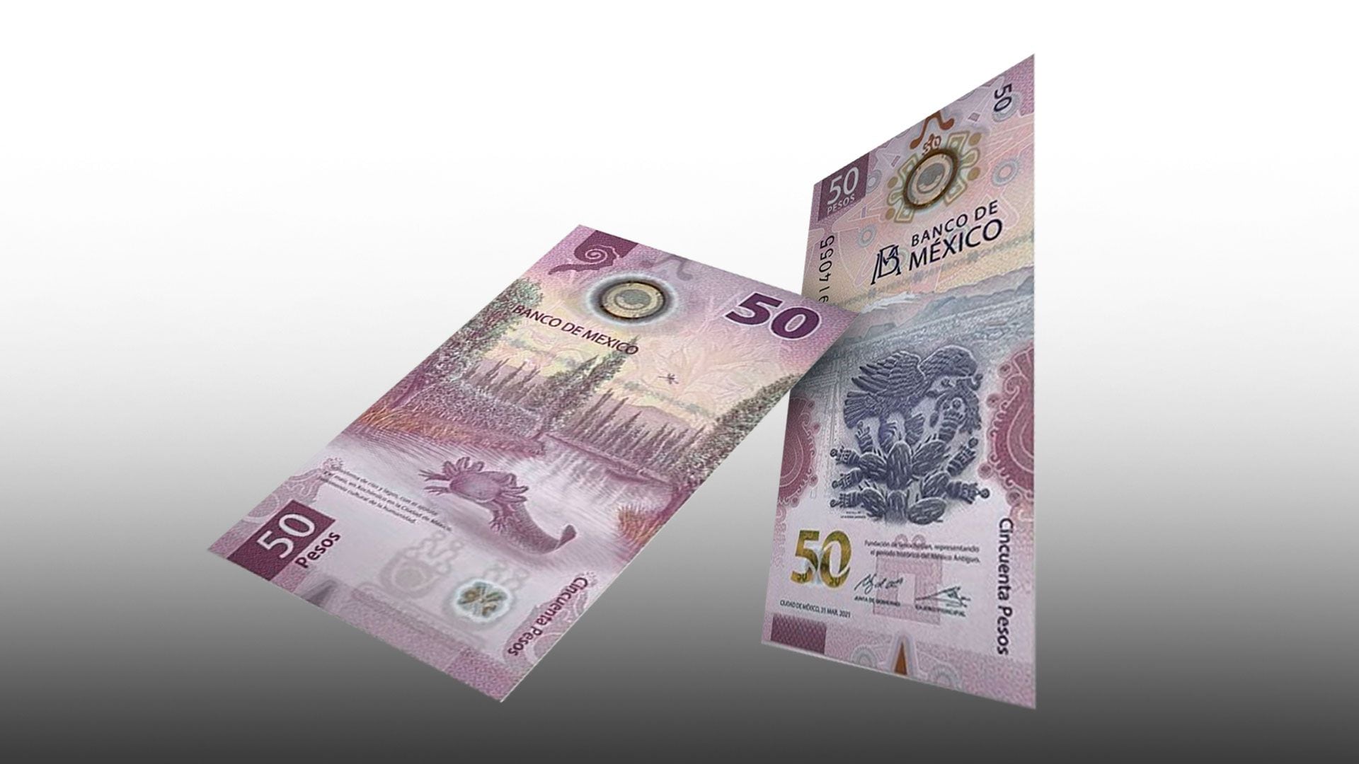 Billete 50 pesos ajolote. (Foto: Jovani Pérez)