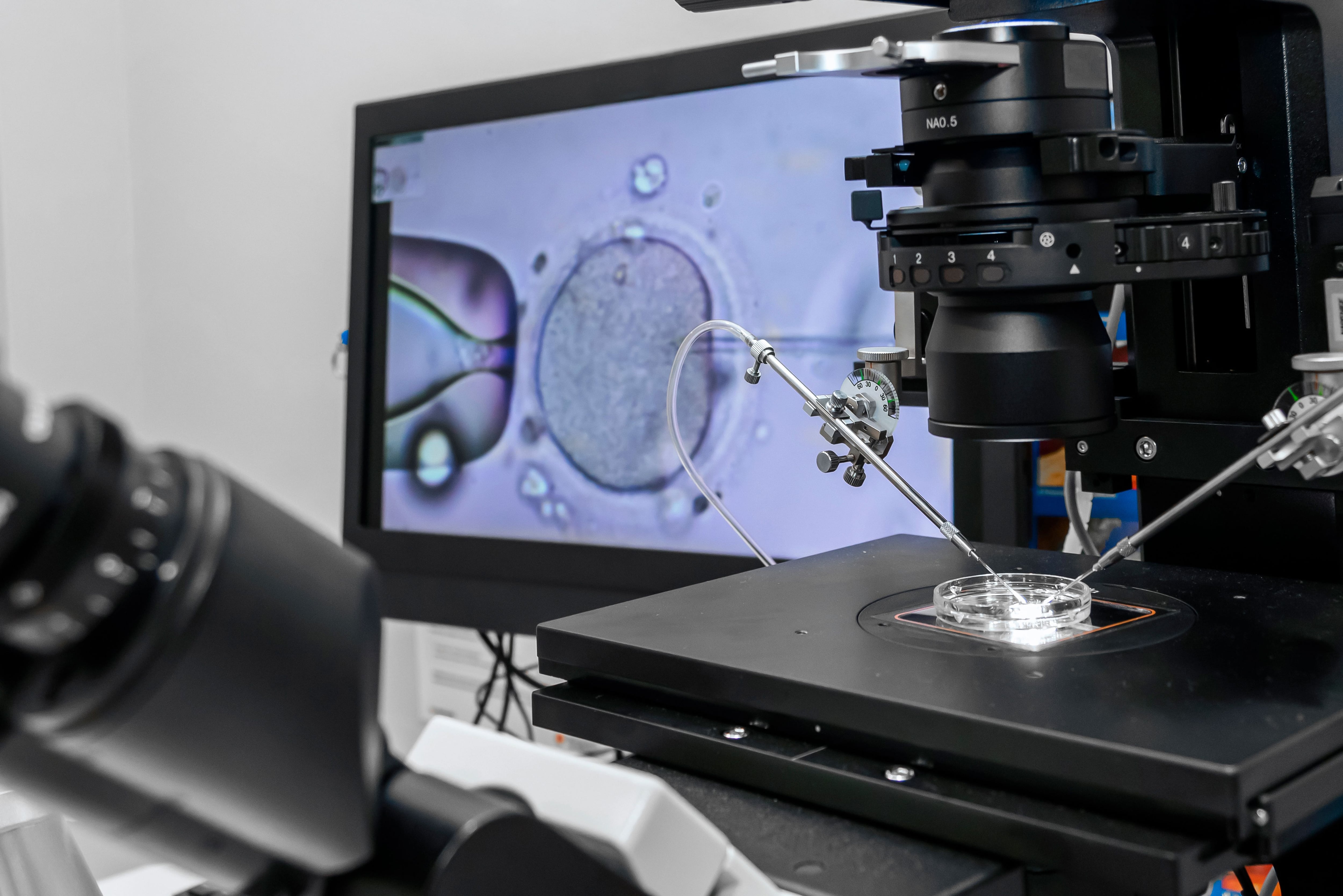Laboratorio de Fecundación in vitro (Shutterstock)