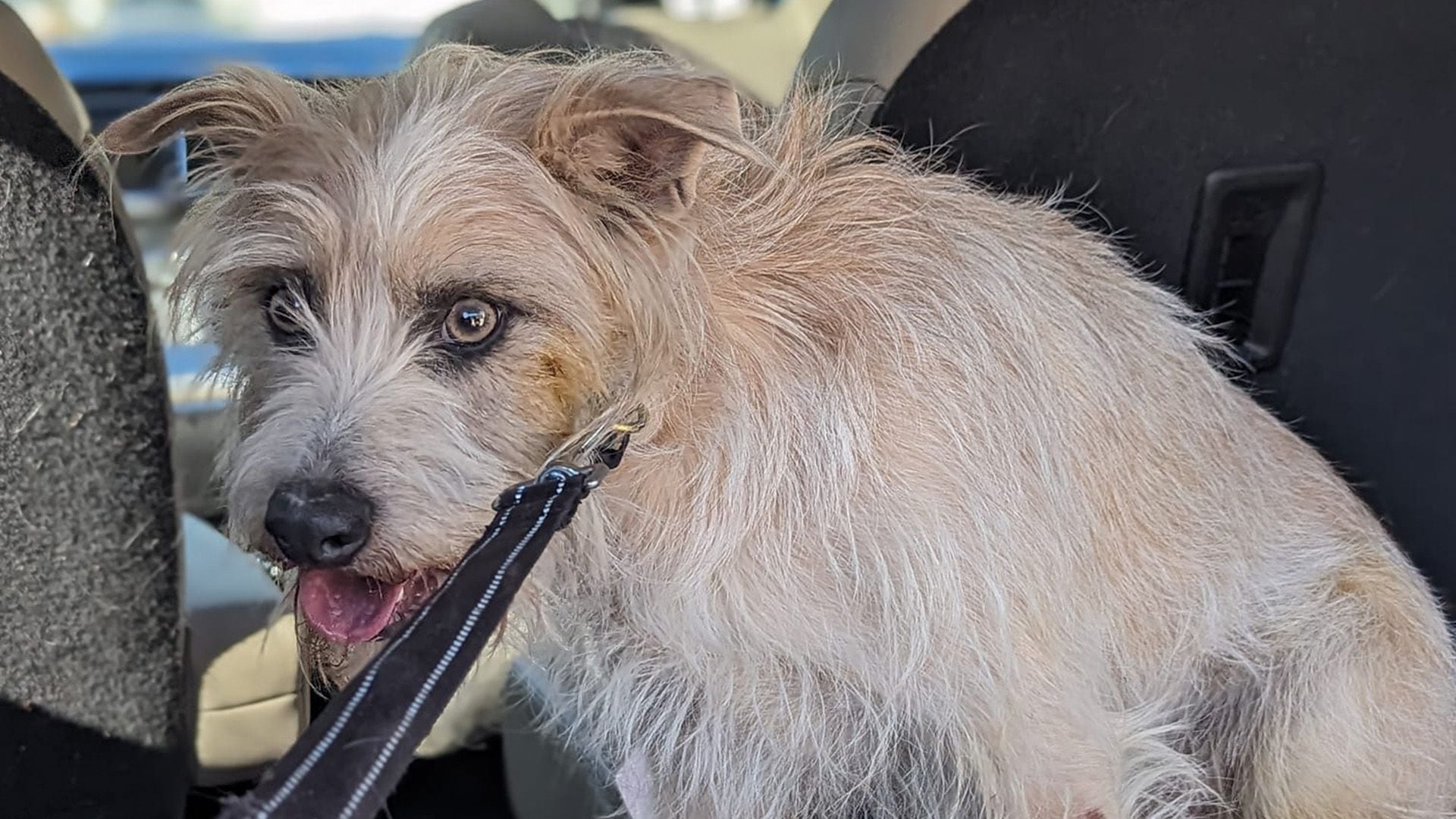 Rippy estuvo desaparecido durante días y fue encontrado dentro de una cantera. (Facebook/North Canaan Animal Control)