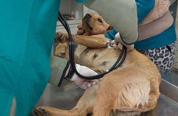 La Human Society Veterinary Medical Association introduce una jornada global para concientizar sobre la importancia de esterilizar a las mascotas y combatir la sobrepoblación - crédito iStock