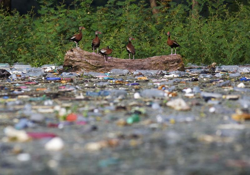 Los consumidores deben familiarizarse con los diferentes tipos de plásticos biodegradables y las condiciones necesarias para su descomposición (REUTERS/Jose Cabezas/File Photo)