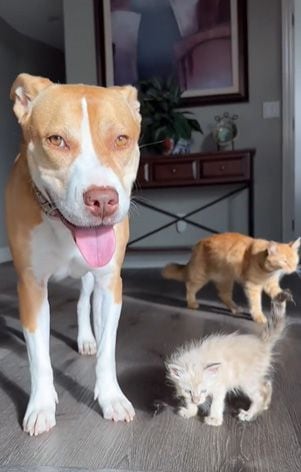 Su dueña no está segura de cómo es que logra conectar tan bien con los gatos. (Instagram/Shick403)

Perros, pitbulls, razas de perros, animales, mascotas, adopción, gatos, felinos, noticias de animales, noticias de mascotas