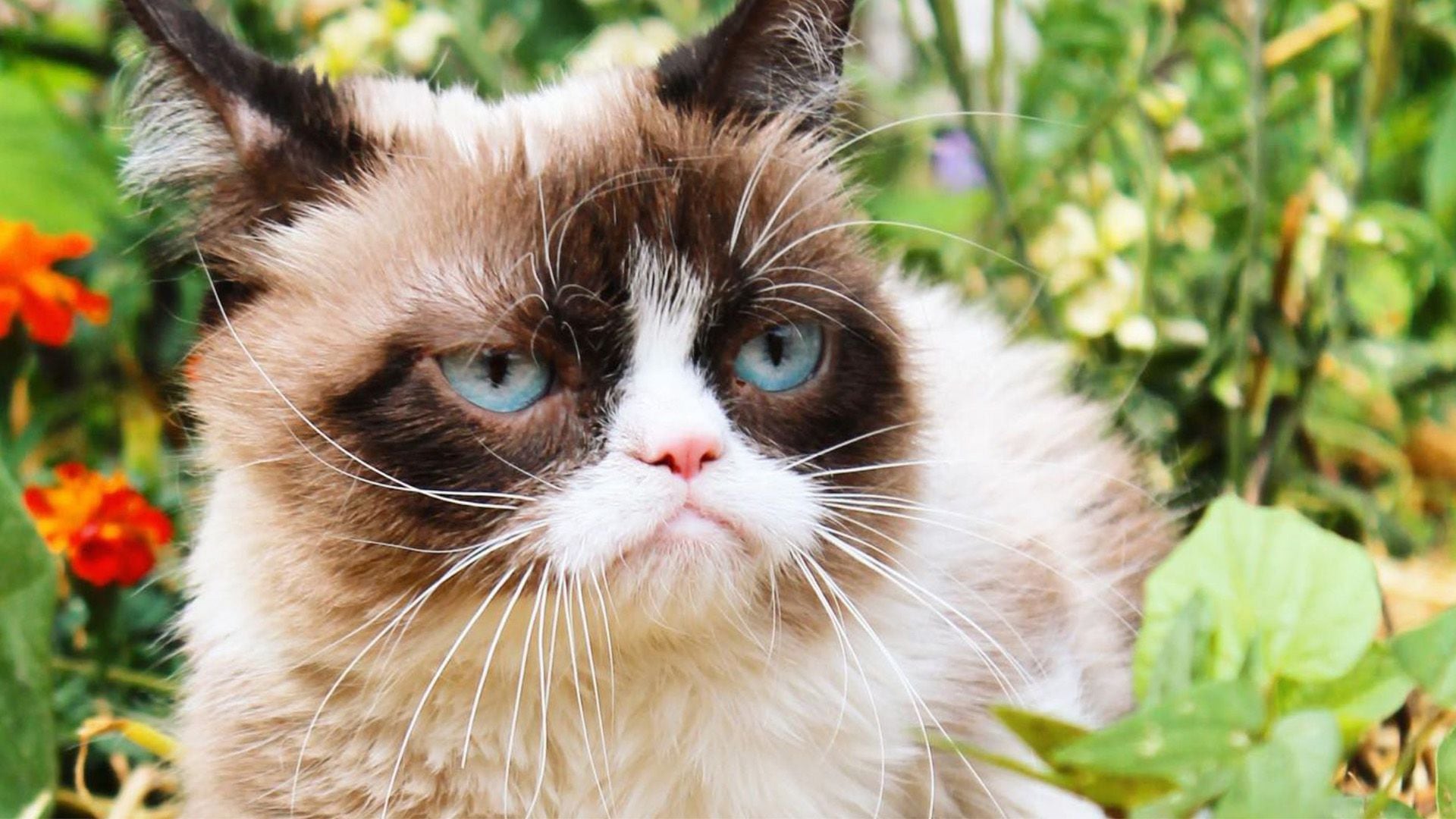 Estos felinos nacen con su pelaje completamente blanco y las manchas comienzan a salir con el paso del tiempo.

gatos, razas de gatos, mascotas, animales