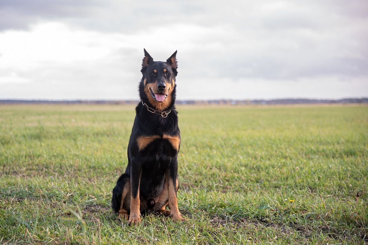 El beauceron surgió en el siglo XVI al noroeste de Francia y también se le conoce como calcetines rojos por las manchas en su pelaje