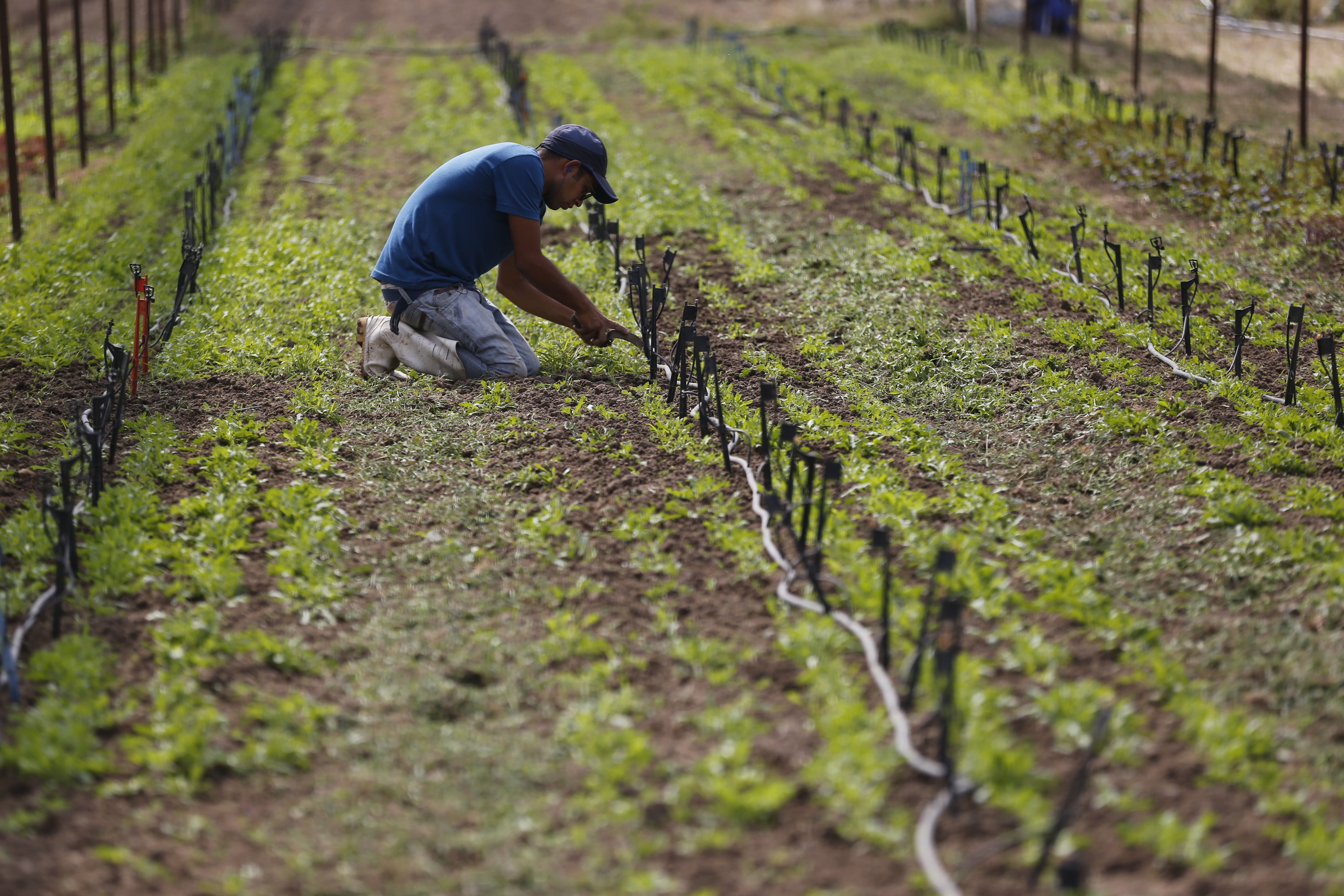 Para Hoter, el productor agrícola es el principal agente de cambio en la salud (EFE/ Francisco Guasco)
