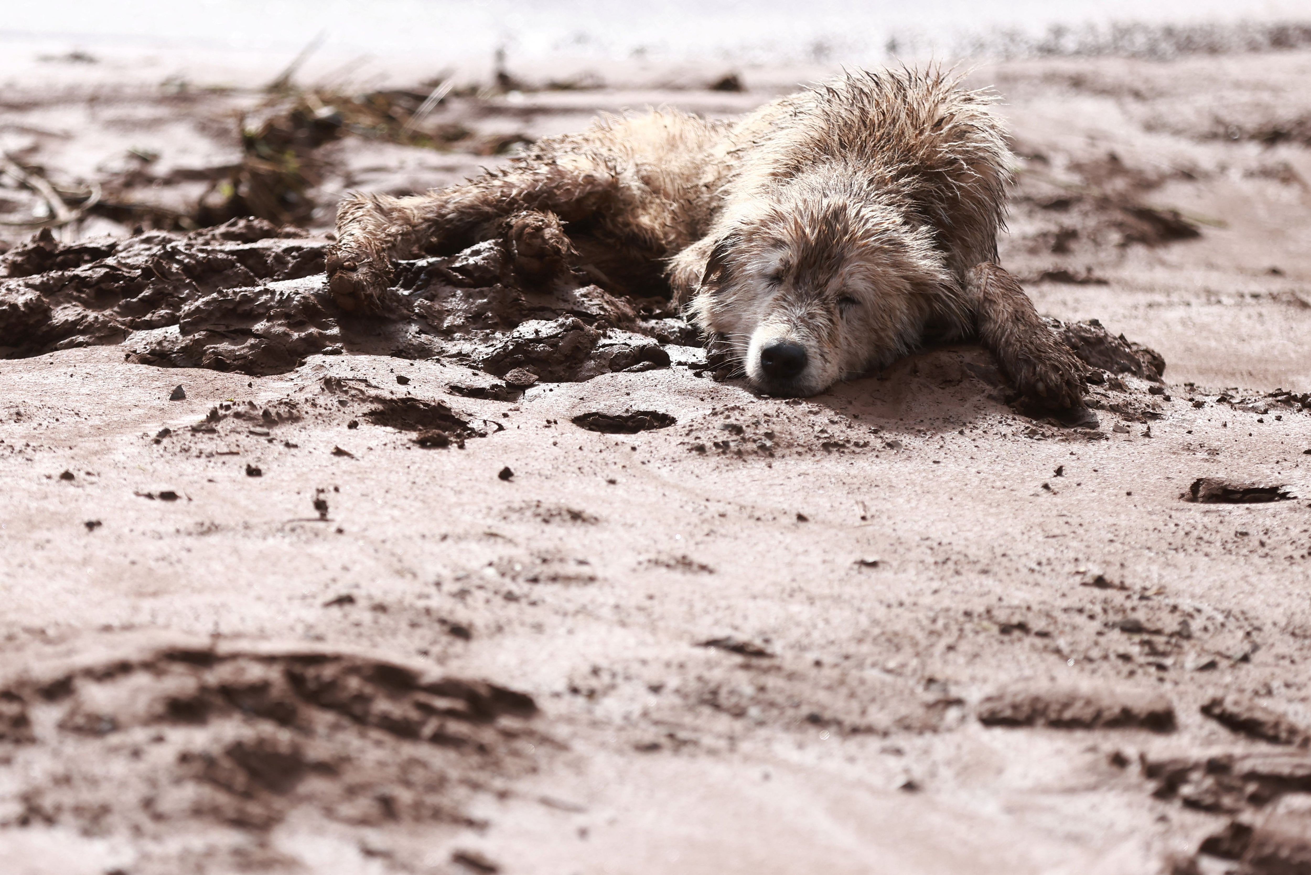 Un perro herido yace en el barro después de fuertes lluvias e inundaciones en Encantado, estado de Rio Grande do Sul, Brasil, 5 de mayo de 2024. REUTERS/Diego Vara