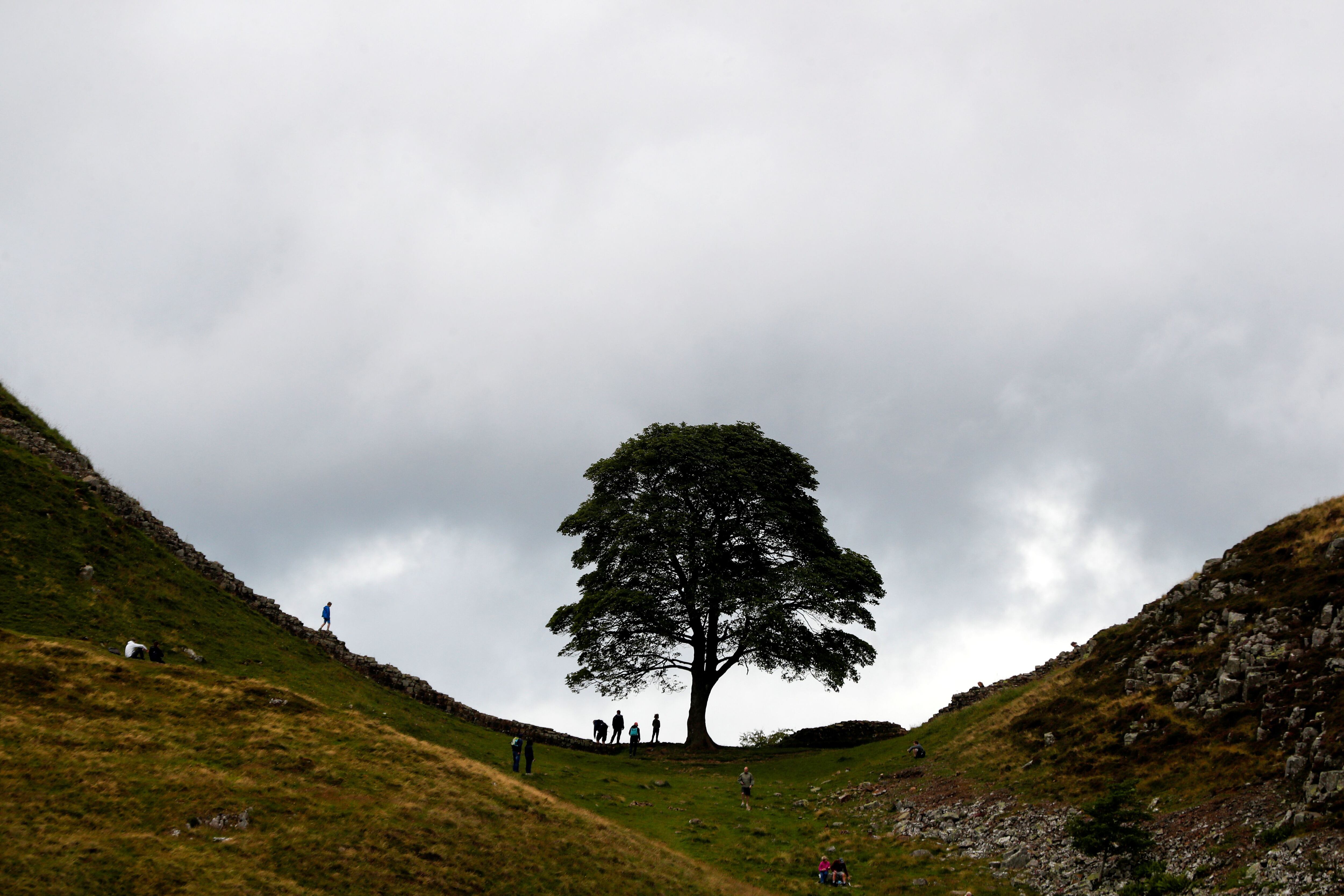 Las semillas y esquejes extraídos del Sycamore Gap Tree se están utilizando en múltiples estrategias de regeneración. REUTERS/Lee Smith