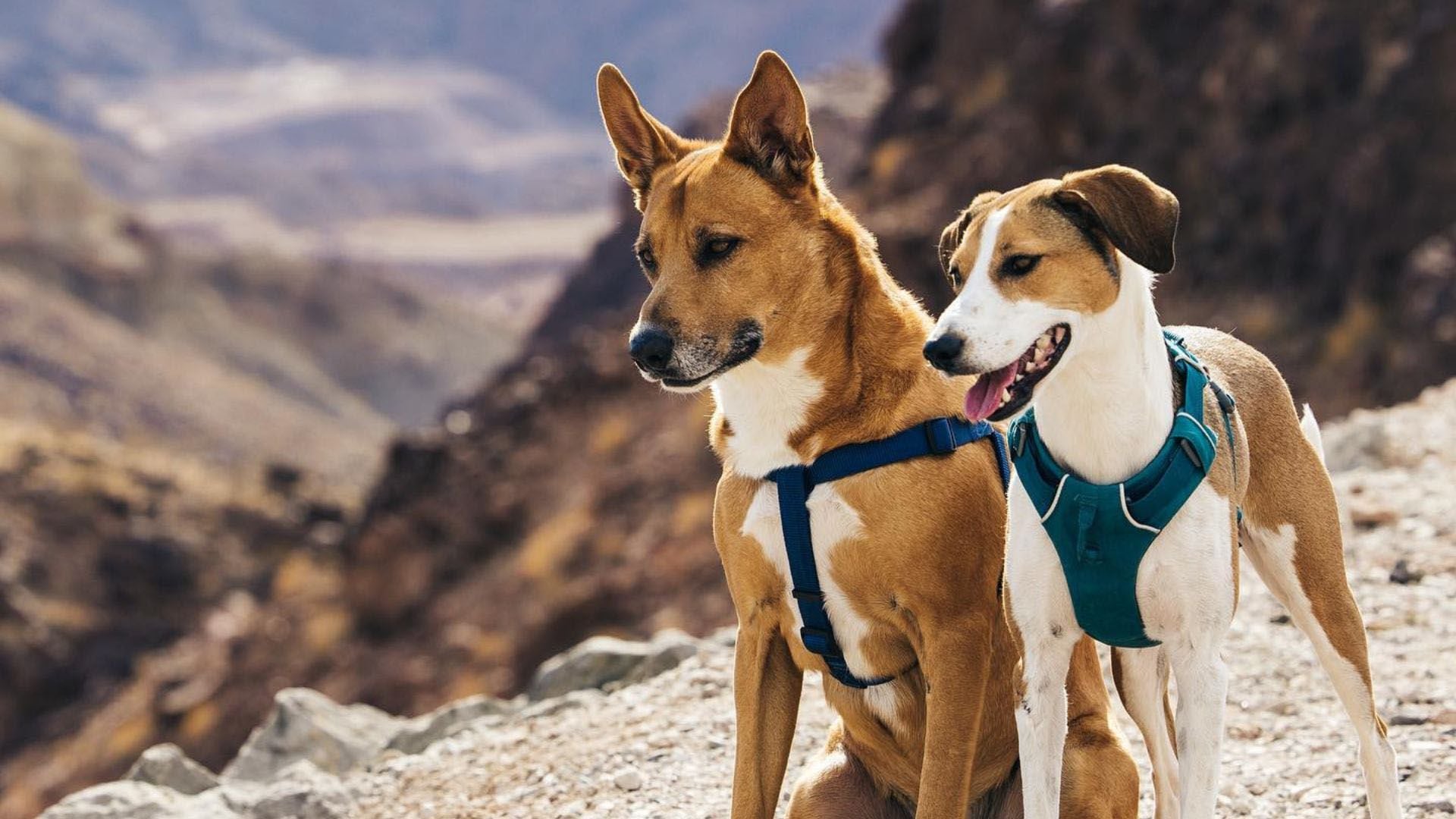 Expedición canina: Dingo y Penny, los perros que conocen el mundo en un barco que se conviritó en su hogar