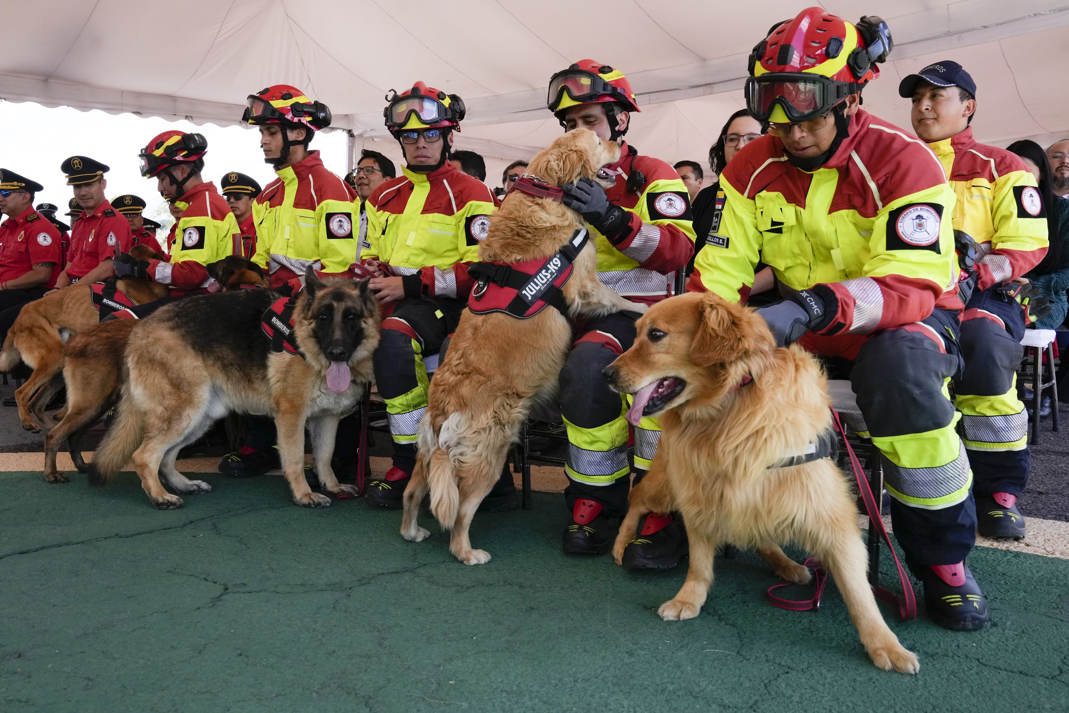 Perros rescatistas