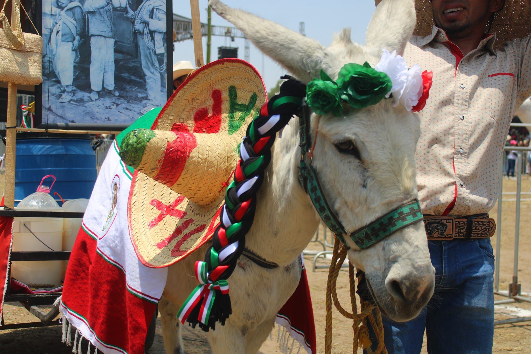 También portaron trajes mexicanos típicos. (Facebook/Feria Nacional del Burro Otumba 2024).

Burros, equinos, feria nacional del burro 2024, Otumba, México, disfraces, polo, animales, mascotas