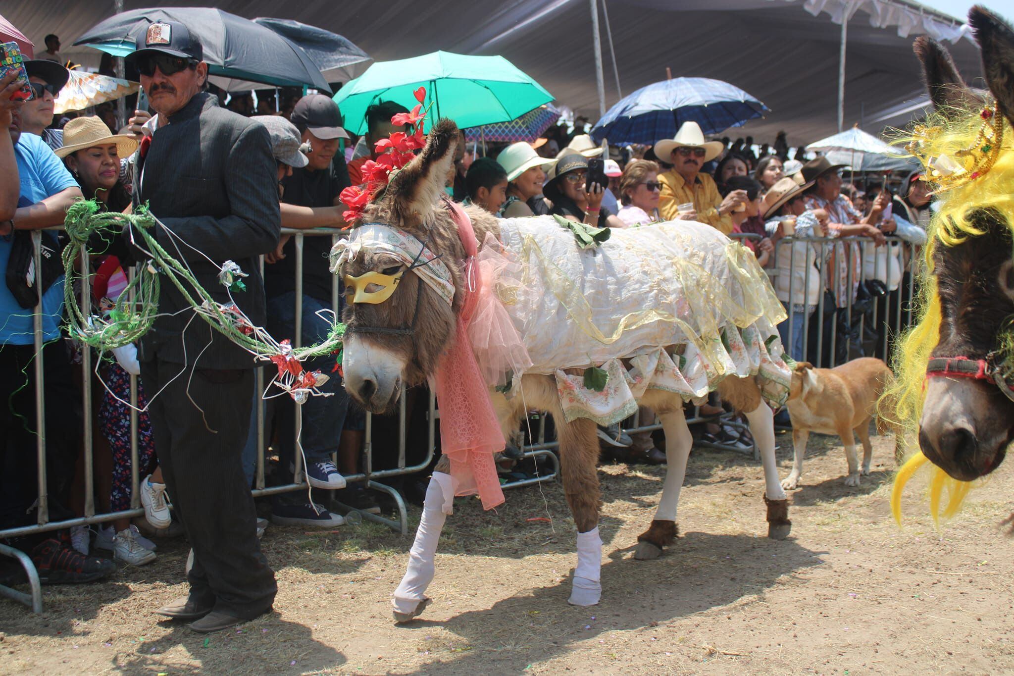 Los trajes hechos a mano cautivaron a todos los asistentes.(Facebook/Feria Nacional del Burro Otumba 2024).

Burros, equinos, feria nacional del burro 2024, Otumba, México, disfraces, polo, animales, mascotas
