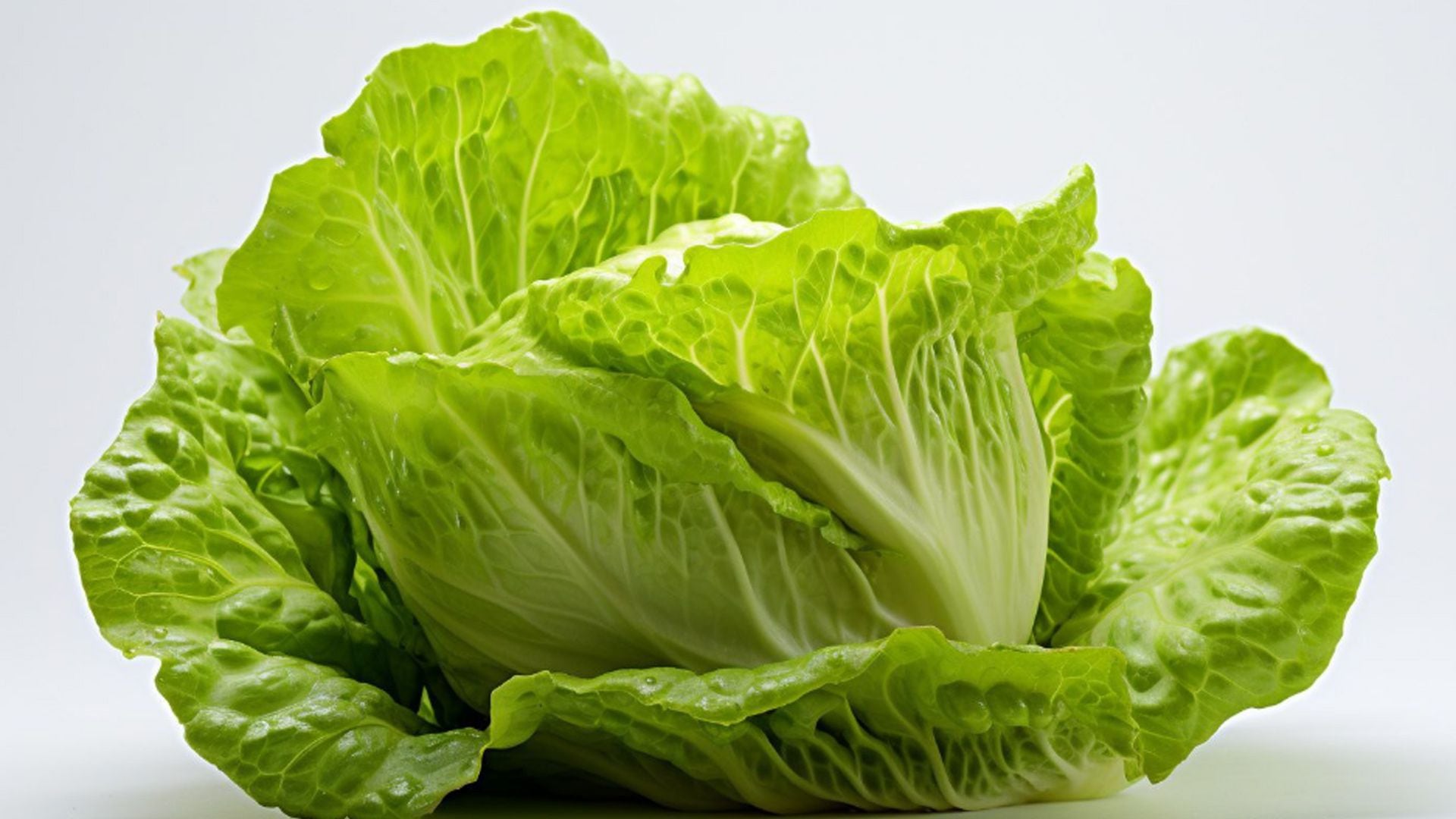 lechuga