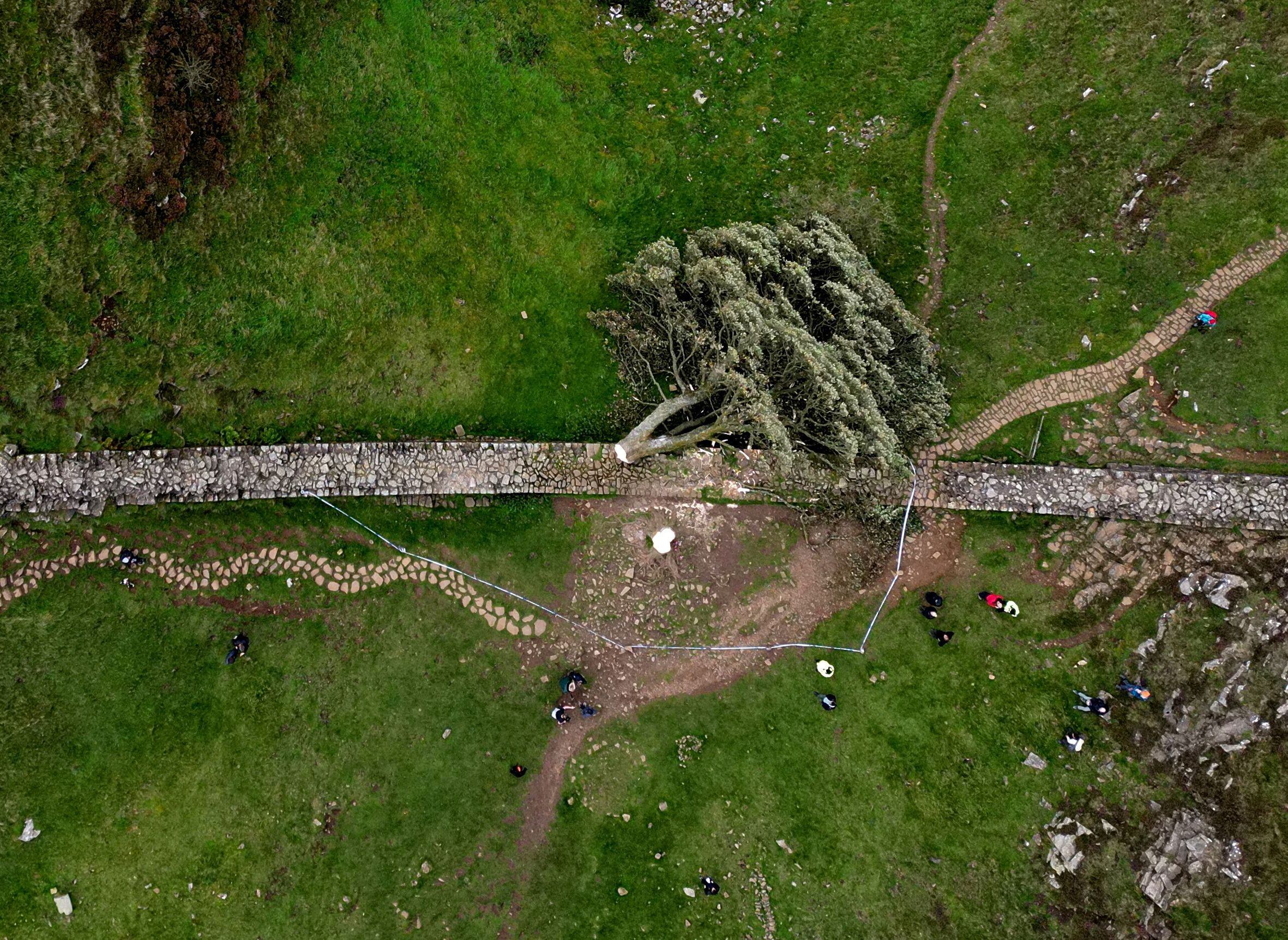 La valla temporal instalada por el National Trust protege el tocón del árbol, que aún está vivo. REUTERS/Lee Smith      TPX IMAGES OF THE DAY