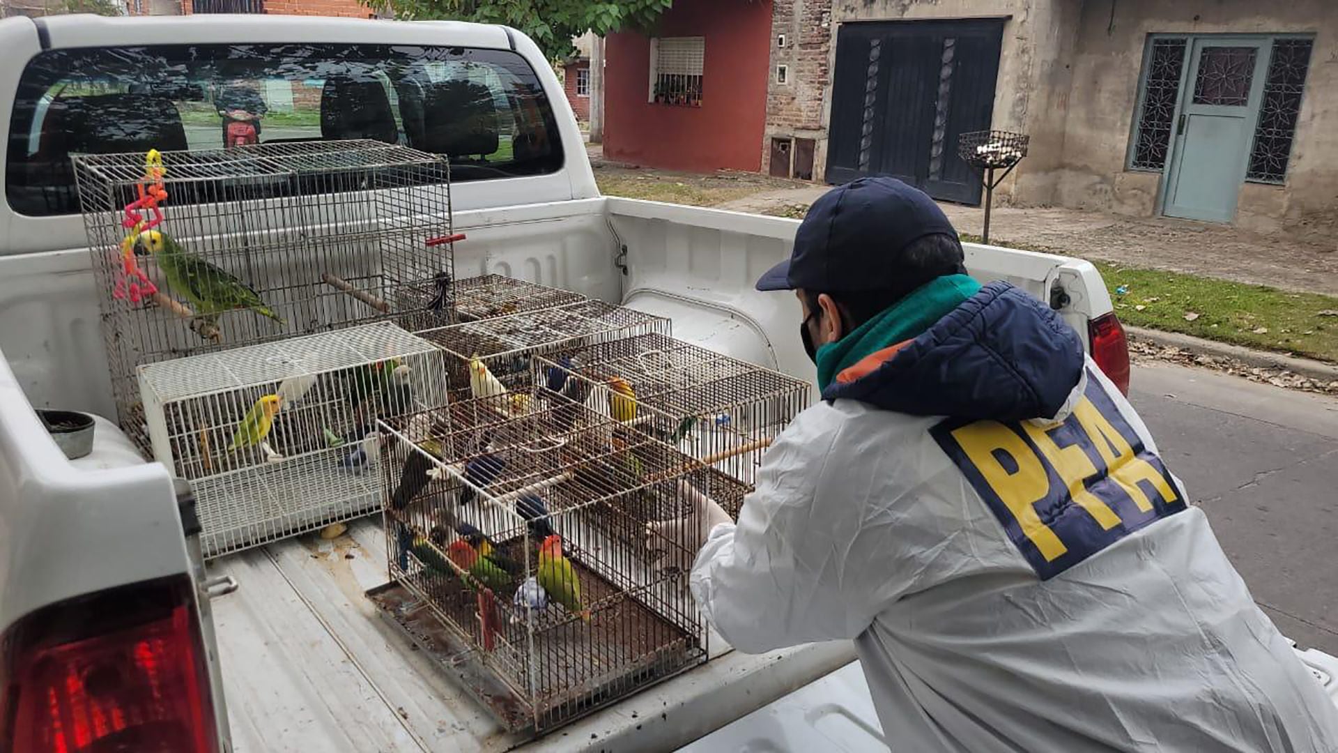 Desbarataron a una banda que traficaba aves exóticas de distintas partes del mundo