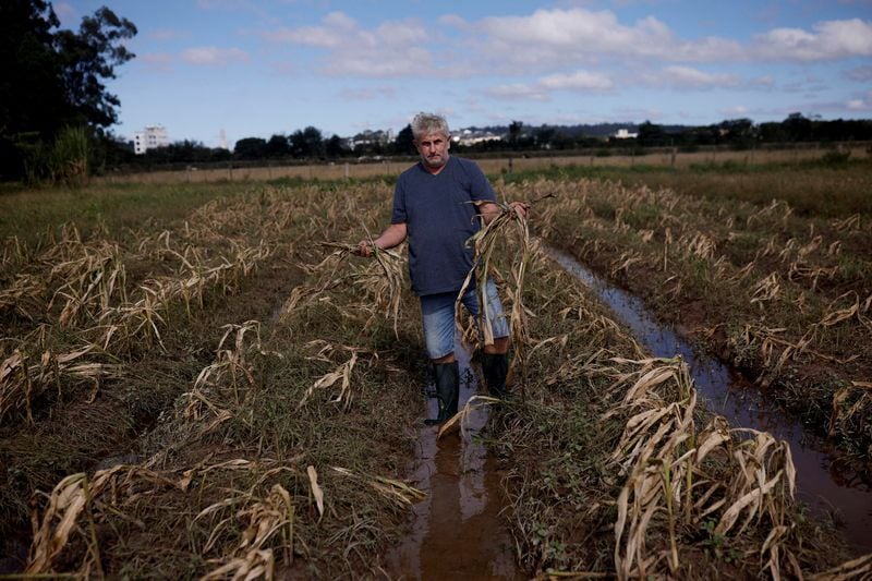 Ademilson Tardetti, de 55 años, posa para una foto sosteniendo maíz estropeado que perdió en su plantación destruida por las inundaciones en Guaiba, estado de Rio Grande do Sul (REUTERS/Amanda Perobelli)